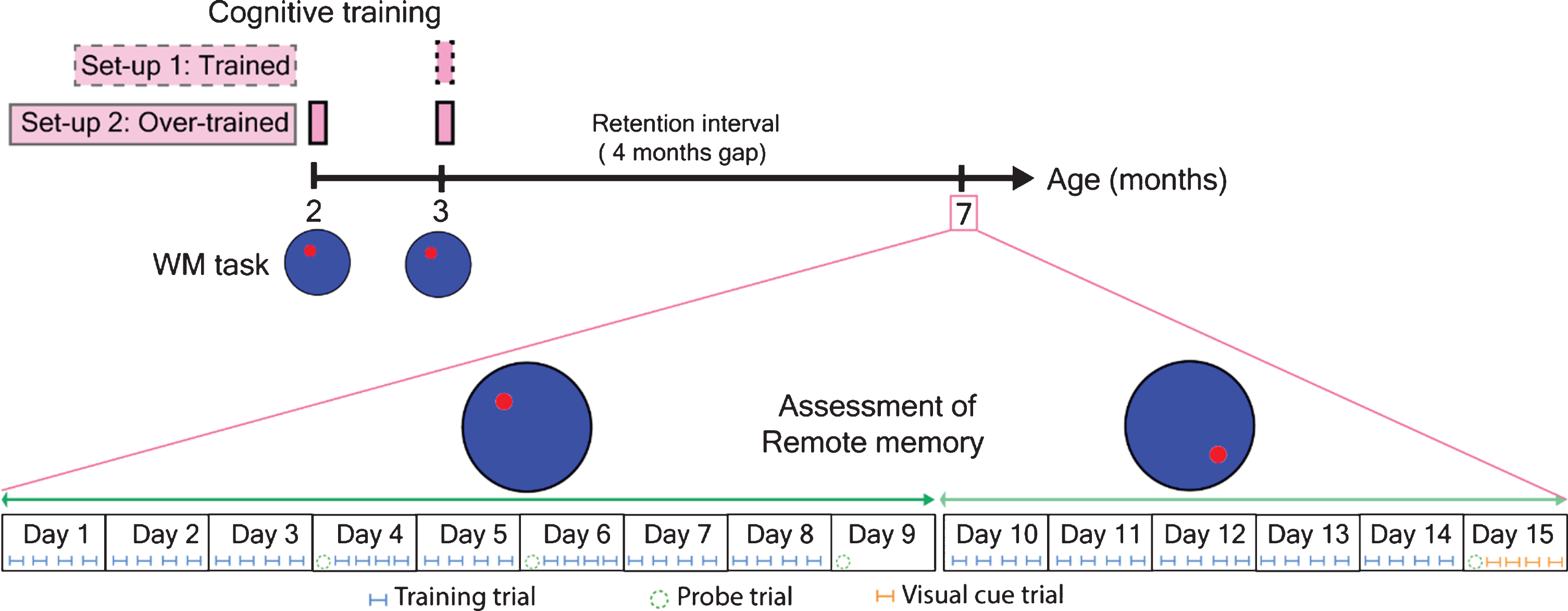 Experimental design for the assessment of remote spatial memory using WM relearning and WM reversal task. Red circle indicated the platform position for normal WM task and WM reversal task.