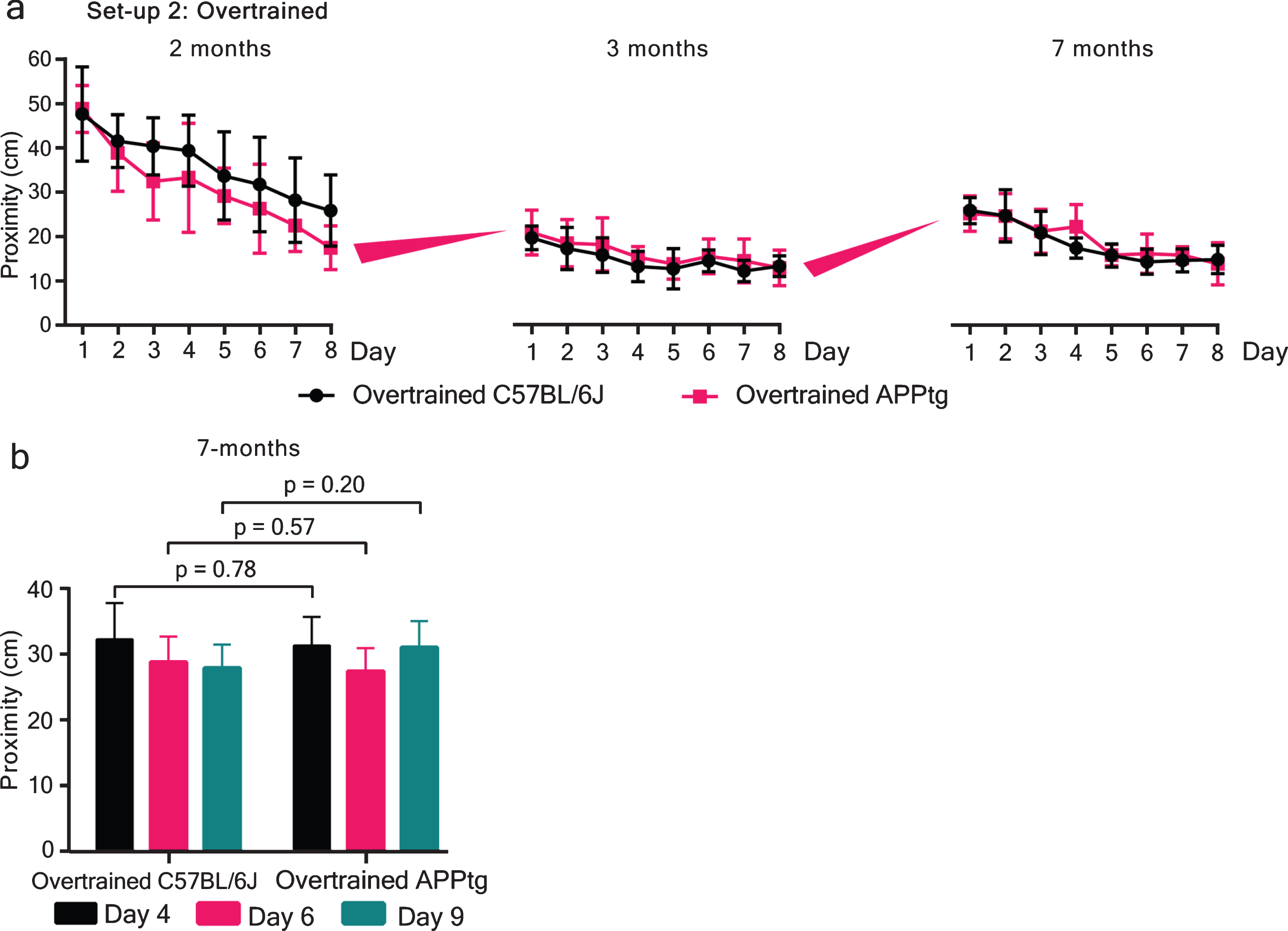 Cognitive overtraining rescues forgetting and improves memory reactivation in APPtg mice. a) In Set-up II (over-trained group), we started training mice at 2 months of age, retrained them at 3 months, and assessed the WM performance at 7 months of age. At 2 months, we did not find any significant difference between overtrained C57BL/6J and overtrained APPtg [F(1,17)=1.83, p = 0.19]. Retraining of the same animals at 3 months of age also did not show any significant group difference [F(1,17)=0.80, p = 0.38]. Finally, the effect of cognitive overtraining was assessed at 7 months of age and no group difference was observed between overtrained C57BL/6J and overtrained APPtg mice [F(1,17)=0.63, p = 0.43]. b) Performance of animals during probe trials. Three independent probe trials were given before normal training trials on day 4, 6, and 9, respectively, in which mice were allowed to swim for 30 s. Two-tailed unpaired t-tests were performed between groups on each probe trial. Proximity (in cm) was used as a measure of spatial learning and memory. Overtrained C57BL/6J: 7 months of age: 11 animals and overtrained APPtg: 8 animals. Values are mean±95% confidence interval.
