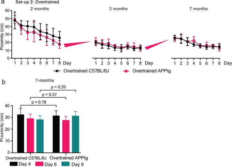 Cognitive overtraining rescues forgetting and improves memory reactivation in APPtg mice. a) In Set-up II (over-trained group), we started training mice at 2 months of age, retrained them at 3 months, and assessed the WM performance at 7 months of age. At 2 months, we did not find any significant difference between overtrained C57BL/6J and overtrained APPtg [F(1,17)=1.83, p = 0.19]. Retraining of the same animals at 3 months of age also did not show any significant group difference [F(1,17)=0.80, p = 0.38]. Finally, the effect of cognitive overtraining was assessed at 7 months of age and no group difference was observed between overtrained C57BL/6J and overtrained APPtg mice [F(1,17)=0.63, p = 0.43]. b) Performance of animals during probe trials. Three independent probe trials were given before normal training trials on day 4, 6, and 9, respectively, in which mice were allowed to swim for 30 s. Two-tailed unpaired t-tests were performed between groups on each probe trial. Proximity (in cm) was used as a measure of spatial learning and memory. Overtrained C57BL/6J: 7 months of age: 11 animals and overtrained APPtg: 8 animals. Values are mean±95% confidence interval.