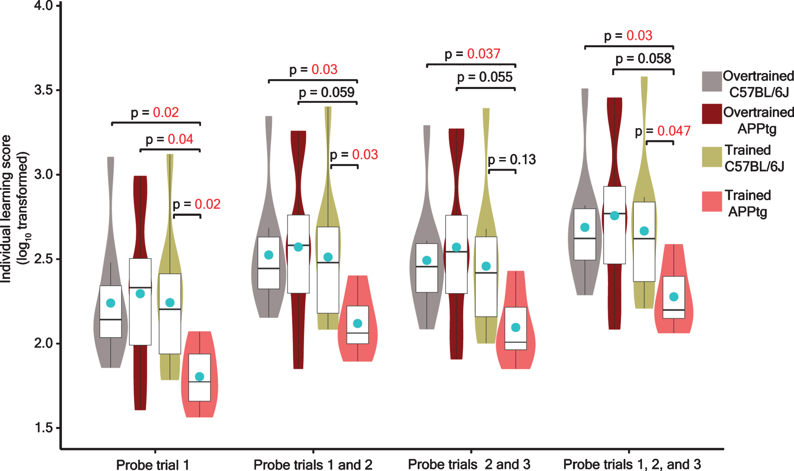 Effect of cognitive overtraining in the learning score of 7-month-old mice. The learning score (LS) of a mouse was determined for probe trial 1, probe trials 1 and 2, probe trials 2 and 3, and probe trials 1, 2, and 3, respectively. The LS data were log10 transformed and visualized as violin plot cum boxplot in which a circular dot (cyan color) represents the mean and the horizontal line inside the boxplot denotes the median. For probe trial(s), a Kruskall-Wallis test was performed on a log10 transformed LS data. In case of significant group differences, a post hoc Dunn’s test with Bonferroni correction was performed for multiple pairwise comparisons at alpha level of 0.05. The significant p values were denoted alongside figure. Details: For probe trial 1, a Kruskal-Wallis test showed a significant group difference [χ2(3)=12.11, p = 0.006]. For probe trials 1 and 2, we also found a significant group difference [χ2(3)=11.21, p = 0.01]. For probe trials 2 and 3, we also found a significant group difference [χ2(3)=9.80, p = 0.02]. Finally, we also found a significant group difference for probe trials 1, 2, and 3 [χ2(3)=11.00, p = 0.01]. Number of animals for each group were as follows: overtrained C57BL/6J N = 10; overtrained APPtg N = 8; trained C57BL/6J N = 10; trained APPtg N = 10.