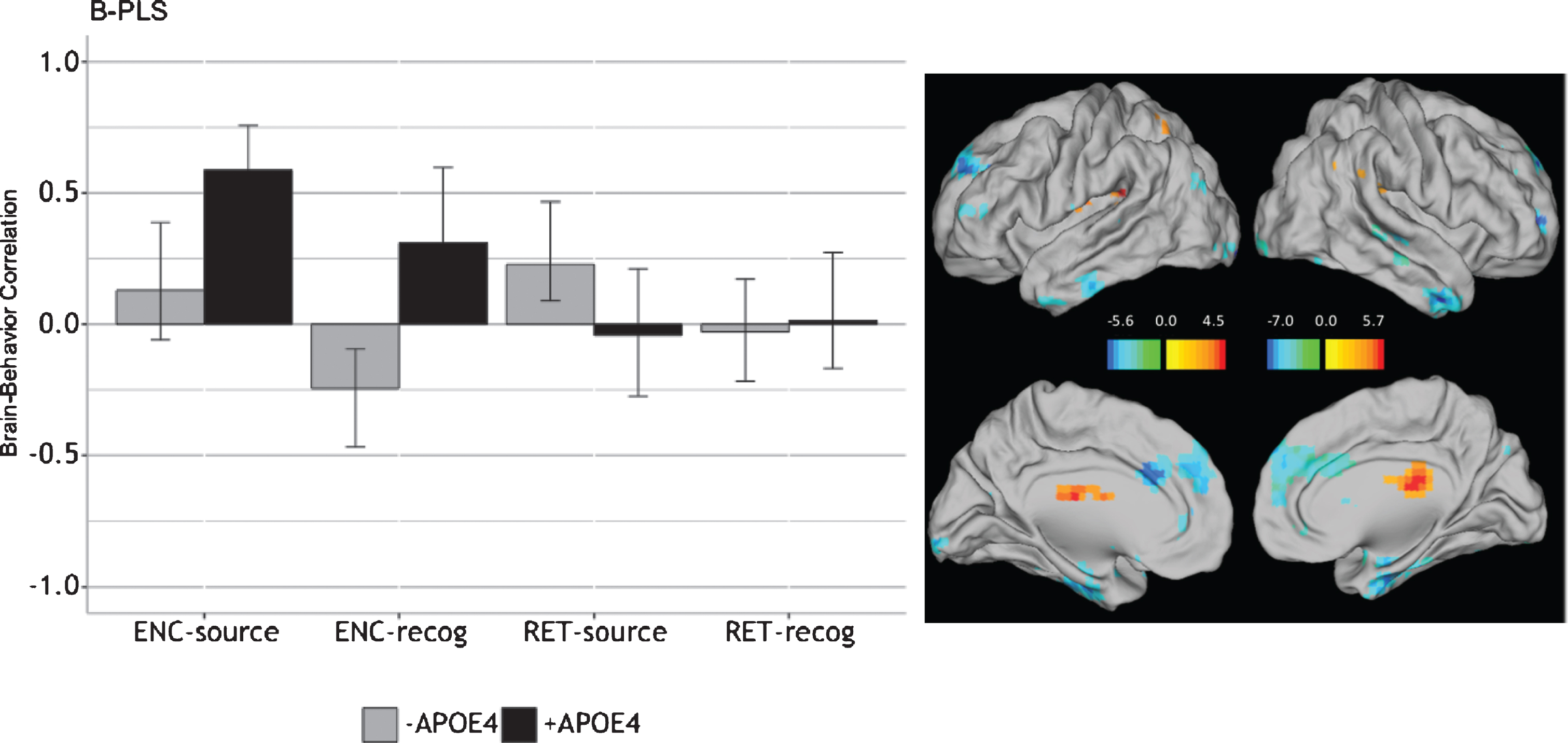 Correlations between brain activity and task performance by condition, revealed by the B-PLS analysis. LEFT: Bars represent brain-behavior correlations for each group, by condition. Positive correlations indicate conditions in which performance was positively associated with activity in positive brain salience regions (shown in red in the singular images) and vice-versa. Negative correlations indicate conditions in which performance was positively associated with activity in negative brain salience regions (shown in blue in the singular images) and vice-versa. Error bars represent 95% confidence intervals. RIGHT: The singular image thresholded at a bootstrap ratio of±3.5, p < 0.001. Red brain regions represent positive brain saliences; blue regions represent negative brain saliences. Activations are presented on template images of the lateral and medial surfaces of the left and right hemispheres of the brain using Caret software (http://brainvis.wustl.edu/wiki/index.php/Caret:Download).