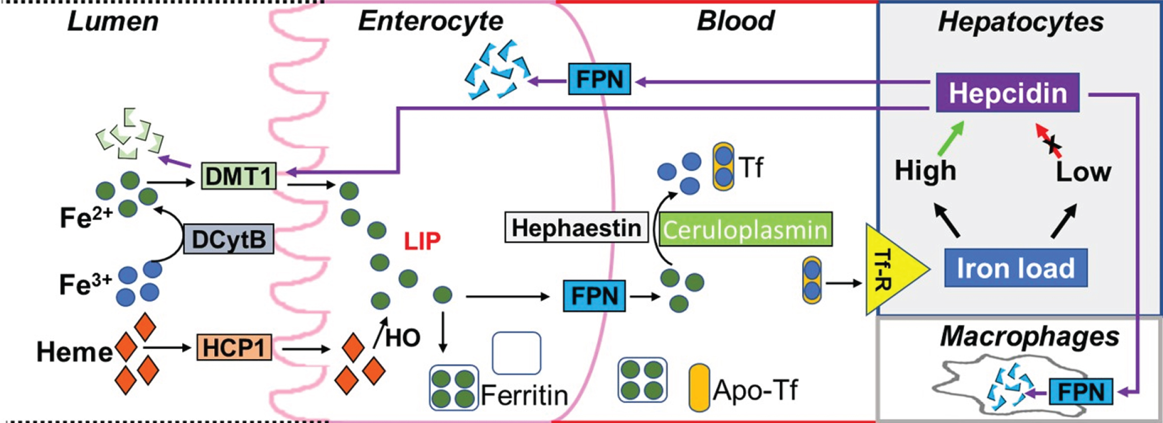 Regulation of blood iron levels by hepcidin. Dietary iron in the lumen of duodenum is present in the form of heme and ferric ions (Fe3+). While heme is absorbed into enterocytes via the heme carrier protein 1 (HCP1), ferric ions are first converted to ferrous ions (Fe2+) by duodenal Cytochrome B (DCytB) to enable binding to the divalent metal transporter 1 (DMT1) thereby facilitating transport into enterocytes. Ferrous ions transported by DMT1 and the ferrous ions generated from heme (via heme oxygenase 1, HO) contribute to the labile iron pool (LIP). Ferrous ions in the LIP are then either stored in the iron storage protein, ferritin, or released into the blood via ferroportin (FPN) present on the basolateral membrane of the enterocyte with subsequent conversion to ferric ions via hephaestin (on the membrane) or ceruloplasmin (in the blood). These ferric ions can then be loaded into the iron carrier protein, transferrin (Tf), which bind to transferrin receptors (Tf-R) on tissue cell membranes resulting in iron transport to different tissues. When iron load in the tissue is high, hepcidin is released resulting in the internalization and degradation of the hepcidin-ferroportin complex (or hepcidin-DMT1 complex). This prevents further iron release by FPN into the blood or dietary iron absorption by enterocytes via DMT1, respectively. Hepcidin also prevents the release of iron from recycled red blood cells in macrophages. Alternatively, when iron load is low, the secretion of hepcidin is inhibited so that FPN can release iron into the blood.