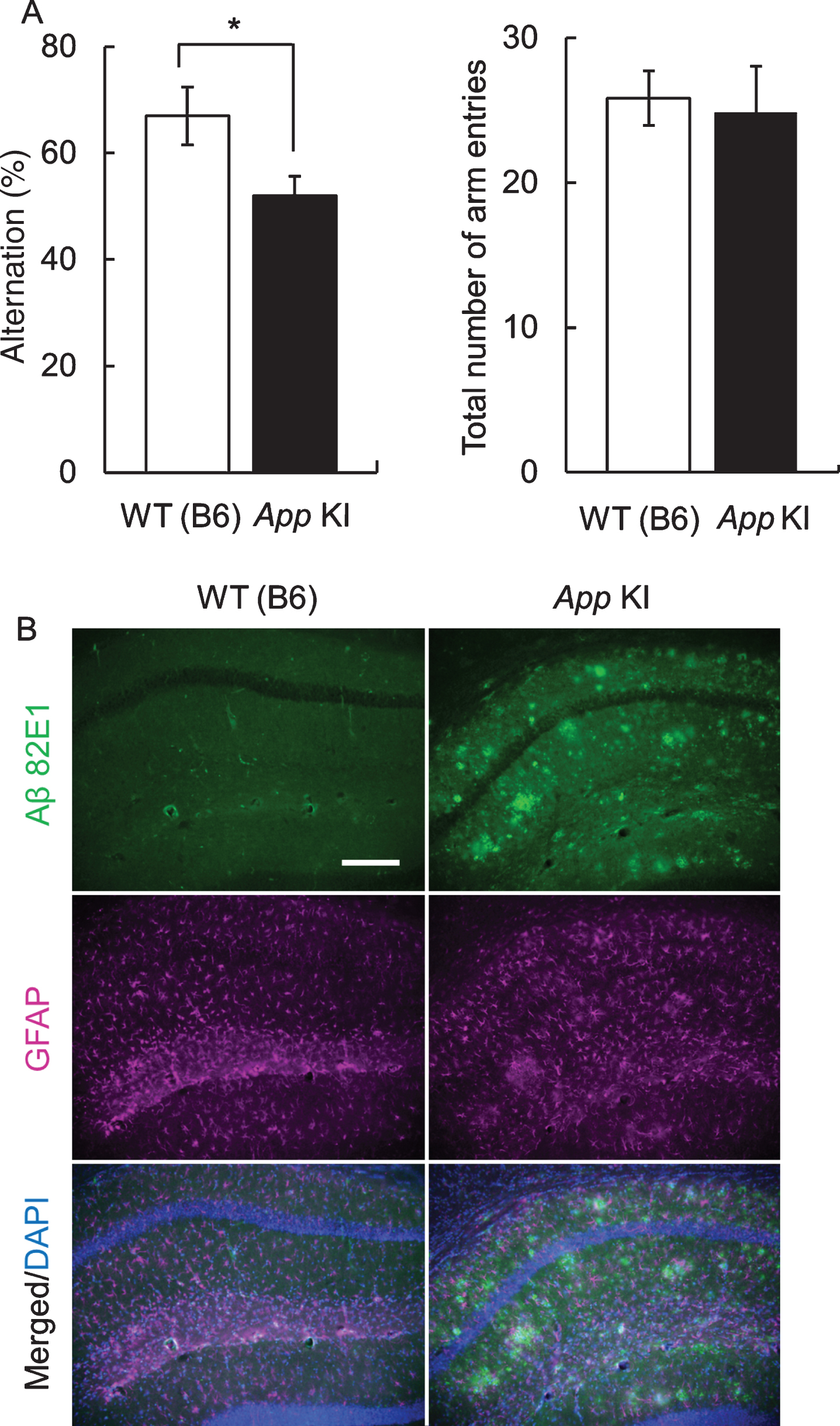 Cognitive impairment and neuropathology of App knock-in (KI) mice. A) Cognitive impairment in App KI mice. The Y-maze test was performed using 12-month-old wild type (WT) and App KI mice. *p < 0.05 (Welch’s t-test, n = 6). B) Aβ deposition of WT and App KI mice. The hippocampus samples wereprepared from 18-month-old mice that had completed the behavioral experiments. Representative images of the hippocampal regions from coronal brain sections immuno stained with anti-Aβ 82E1 (green) and anti-GFAP (magenta) are shown (blue in merged images indicated DAPI staining). Scale bar is 50μm.