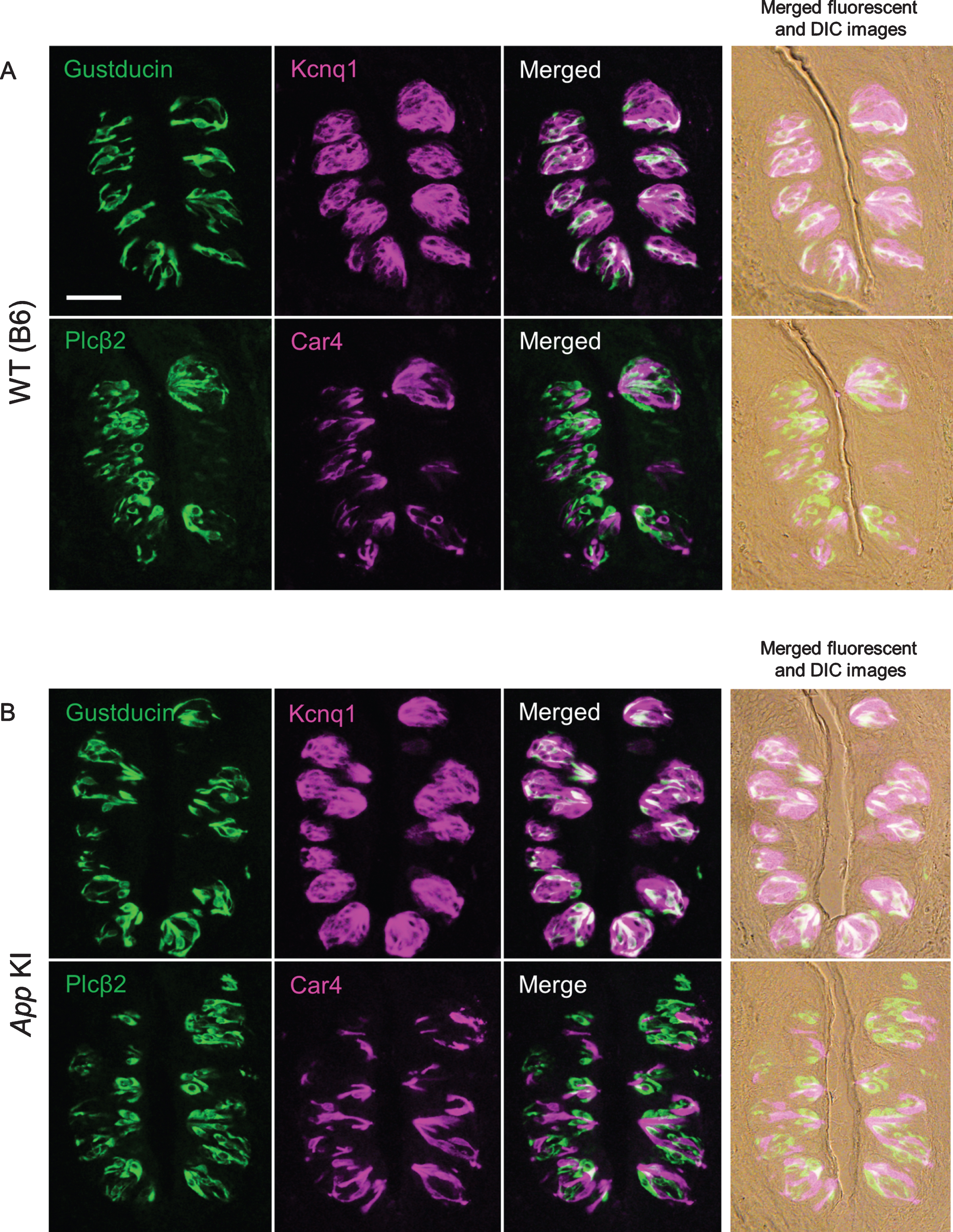 Expression of taste marker molecules in the circumvallate papillae of wild type (WT) (A) and App knock-in (KI) mice (B). Representative double-fluorescence immunostaining images are shown. The immunostaining was examined using antibodies against Gustducin (green) and Kcnq1 (magenta), and Plcβ2 (green) and Car4 (magenta). Right column shows merged fluorescence and differential interference contrast (DIC) images. Scale bar is 50μm.