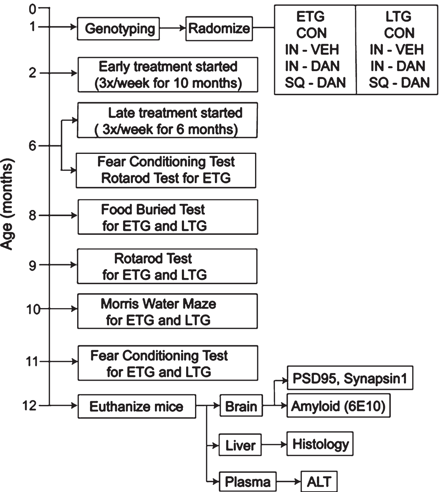 Experimental design. Timeline for treatments, behavioral tests, and euthanasia. Twelve experimental groups were designed based on genotype (5XFAD, WT), age when treatment began (Early Treatment (ETG), Late Treatment (LTG) groups), and the administration route of dantrolene (Intranasal, Subcutaneous).