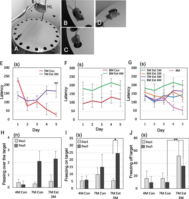 Effects of tooth extraction on the behavioral performance in 3×Tg-AD mice. All tooth extracted 3×-Tg-AD mice had the operation at the age of 4-month-old. A-D) The Barnes maze system. HL, halogen light. The arrow indicates the target hole (A), representative photographs showing passing over the target (B), freezing on the target (C), and freezing off the target (D). E–G) The latency(s) to locate the escape hole is plotted. A trial ended when the mouse found the escape box or 3 min had elapsed. The changes of average latency (s) from day 1 to day 5, comparing to sham 3×Tg-AD mice (no tooth extraction) and the 3×Tg-AD mice that underwent tooth extraction. Graphs shows the comparisons of latency in 7-month-old (E) and 8-month-old (F) 3×Tg-AD mice with and without tooth extraction on days 1 to 5. The changes of latency after the tooth extraction are shown in (G). The data are the means±SEMs, n = 10. **p < 0.01, one-way ANOVA followed by Tukey’s post hoc analysis. H–J) The effects of tooth extraction on the number of passes over the target (H), total time of on-target freezing (I), and total time of off-target freezing (J) on days 1 and 5. The data are the means±SDs, n = 10. *p < 0.05, **p < 0.01, one-way ANOVA followed by Tukey’s post hoc analysis.