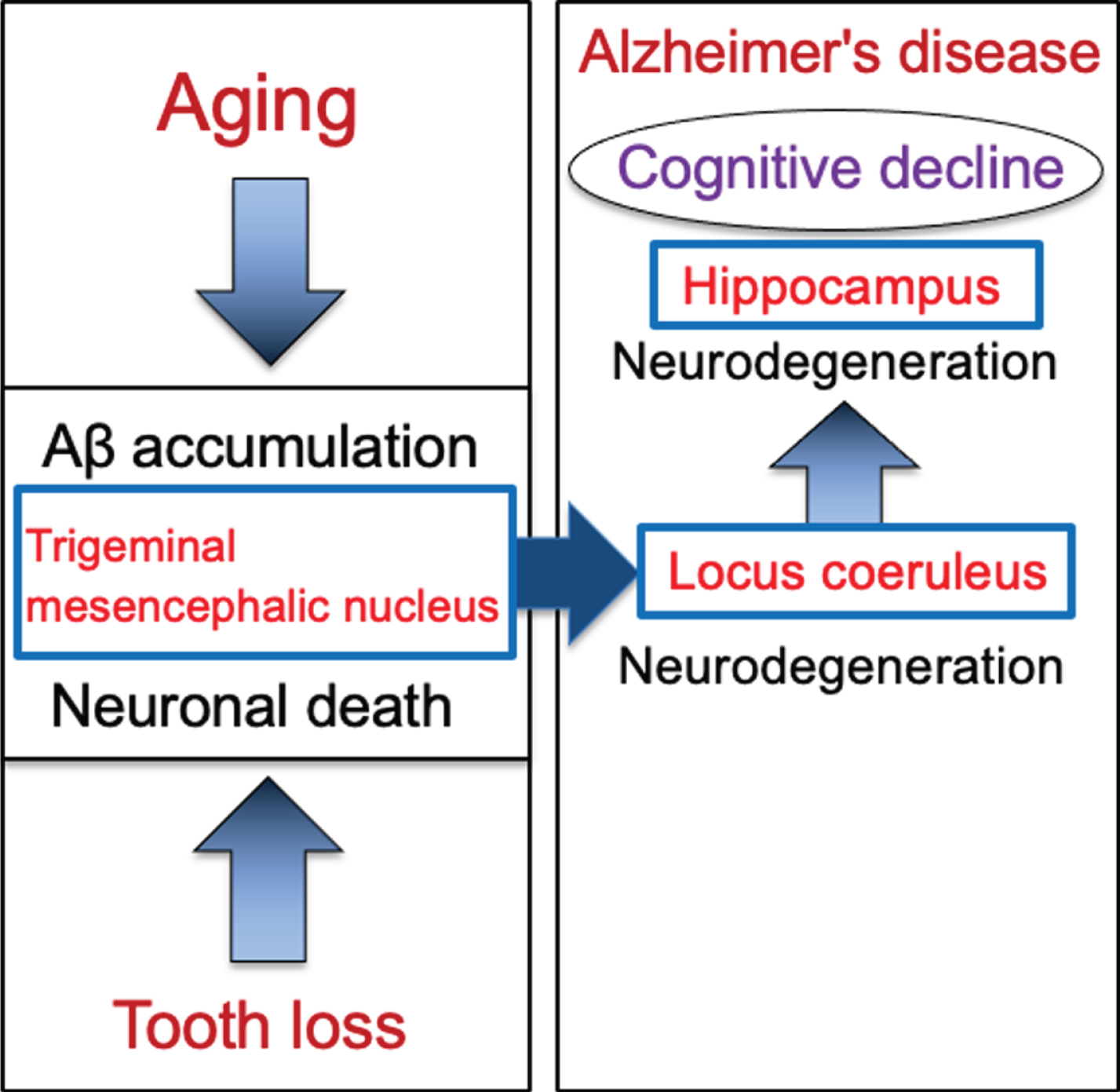 Schematic to show the cascade from tooth loss to the progression of Alzheimer’s disease via the trigeminal mesencephalic nucleus, locus coeruleus, and hippocampus. Aging leads to increase the intracellular Aβ accumulation in trigeminal mesencephalic nucleus (Vmes) neurons, and tooth loss leads to Vmes neuronal death. Release of Aβ by Vmes neuronal death causes neurodegeneration of adjacent locus coeruleus (LC) neurons, resulting in neuronal degeneration of hippocampal neurons that the LC neurons project. This neurodegenerative cascade of Vmes, LC and hippocampus accelerates the progression of Alzheimer’s disease.