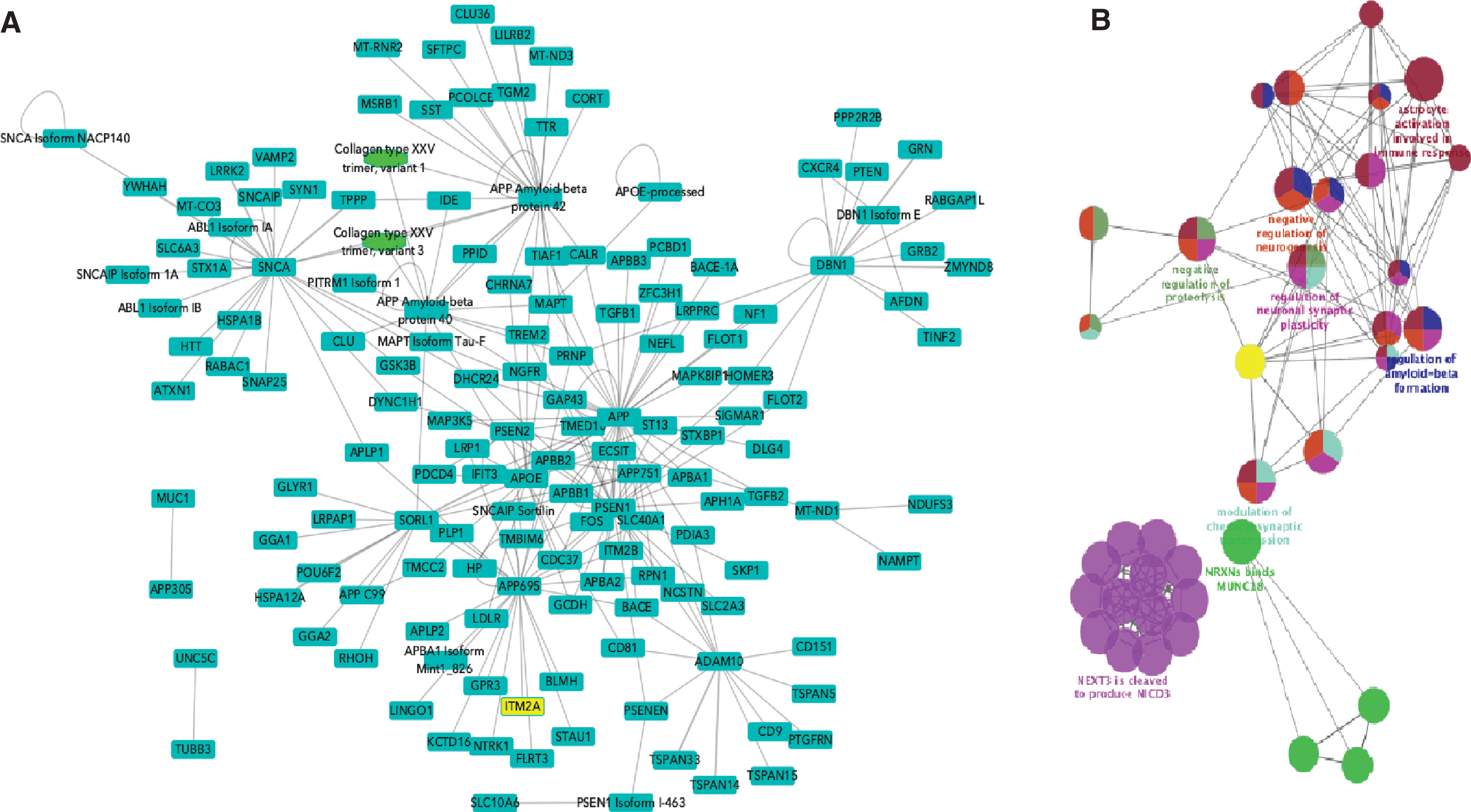 Networks built from Alzheimer’s disease relevant proteins. A) High-confidence network with isoforms and post-processed chains acting as distinct nodes. Seed proteins are those to which the Alzheimer Disease keyword has been added in UniProtKB. Blue squares represent proteins, green ovals represent protein complexes. Nodes have been collapsed to canonical sequence/gene level. B) ClueGO functional enrichment analysis of network shown in B.