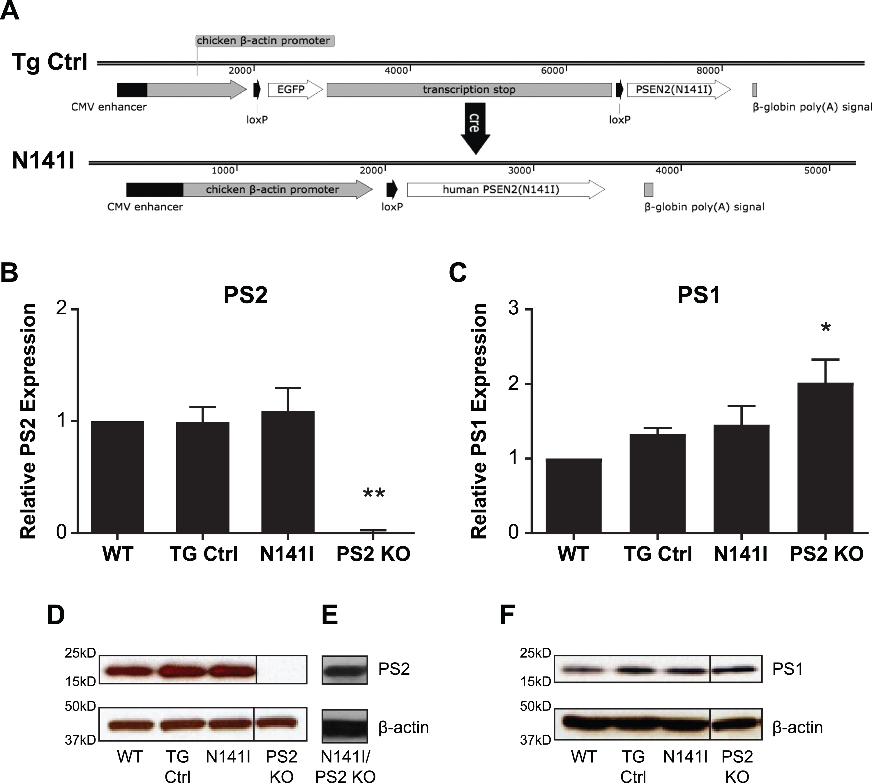 PSEN2 N141I Transgene constructs and expression of PS2 N141I in microglia. A) Control mice (TG Ctrl) express a transgene containing the PSEN2 N141I cDNA that is downstream of a floxed stop sequence: Tg(CAG-loxP-EGFP-STOP-loxP-PSEN2(N141I). Upon Cre exposure, the stop cassette is excised resulting in the transgene: Tg(CAG-loxP-PSEN2(N141I) and expression of the PSEN2 N141I (N141I). B) Microglia with one copy of human PS2 N141I and one copy of wildtype mouse PS2 show similar PS2 protein expression compared to transgenic control (TG Ctrl) and wildtype microglia (WT). Data are mean±SEM, n = 3 and represent experiments from independent cultures, *p≤0.05; ***p≤0.001, t-test analysis. C) PS2 KO microglia express significantly increased PS1, while TG and N141I do not have significantly different levels from control. Data are mean±SEM, n = 3 and represent experiments from independent cultures, *p≤0.05; ***p≤0.001, t-test analysis D) Representative western blot of lysates analyzed in (B) prepared from primary microglia isolated from WT, TG Ctrl, and N141I on a hemizygous murine Psen2 background immunolabeled for PS2. PS2 KO lysate is used as negative control. E) Lysate prepared from microglia isolated from a PS2 N141I expressing animal crossed to PS2 KO background shows PS2 expression confirming that the transgene expresses mutant PS2. F) Representative western blot analysis of lysates analyzed in (C) illustrating PS1 expression. PS2 and PS1 expression is similar in PS2 N141I microglia relative to wildtype and TG Ctrl.