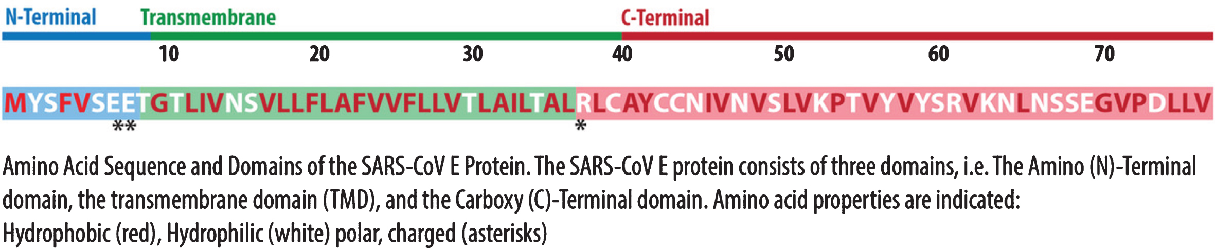 Illustration SARS-CoV Protein E. Adapted from [15]. Illustrated by Dr. Joe Bolanos.
