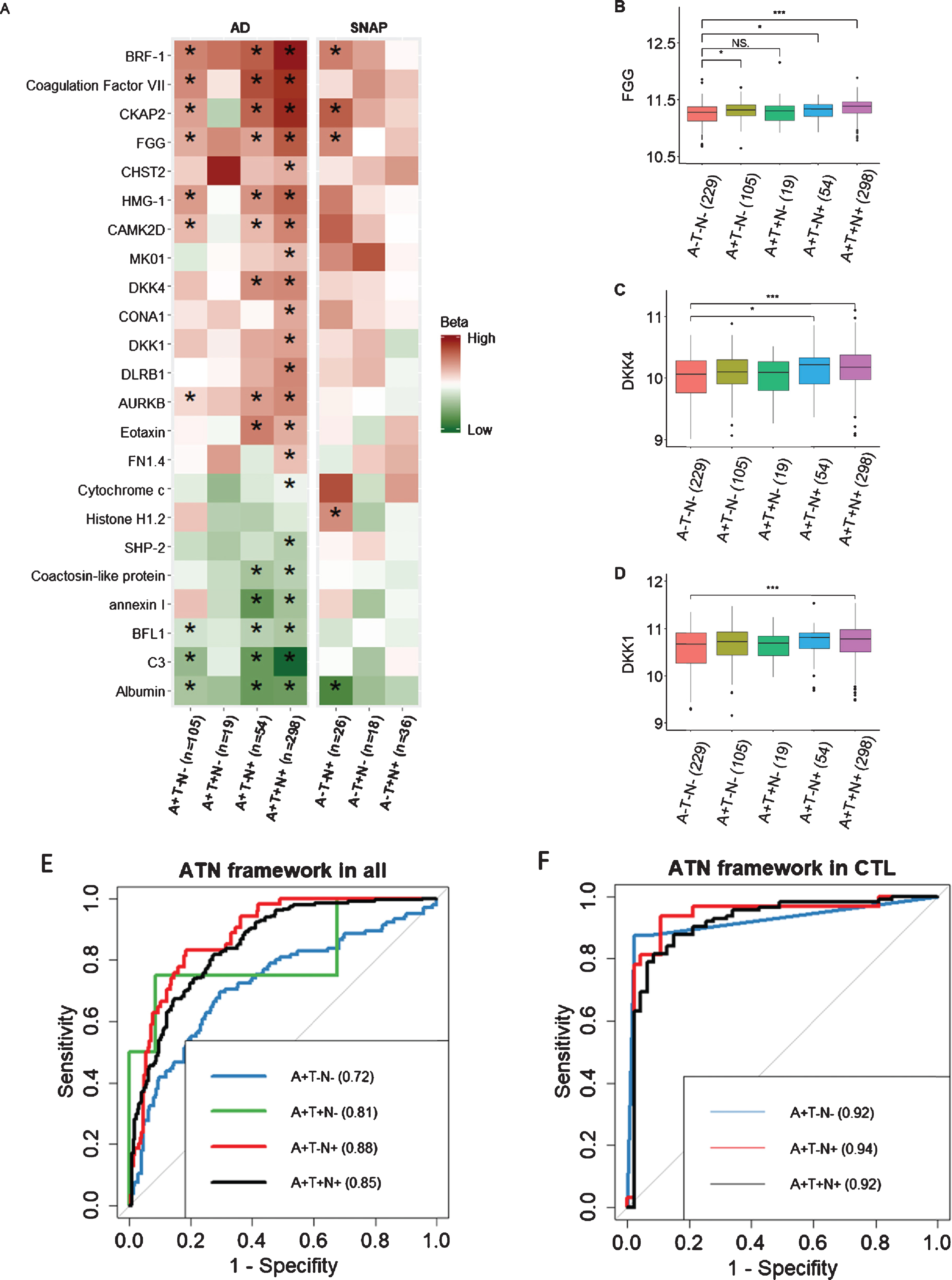 A) Association of 23 DKK1-induced signature with 7 ATN profiles compared to A–T–N–. B–D) Comparison of proteins between A–T–N–(n = 229) and amyloid-positive individuals including A + T–N–(n = 105), A + T + N–(n = 19), A + T–N+ (n = 54), and A + T + N+ (n = 289). E, F) AUC of using proteins along with age and APOE ɛ4 genotype to differentiate A–T–N–from amyloid-positive individuals in all individuals and healthy controls respectively. High and low beta indicate positive and negative coefficients respectively. SNAP, Suspected Non-Alzheimer Pathology; FGG, fibrinogen gamma chain. In B, C, and D, Y axis represents the log transformed of proteins expression abundance measured by Somascan assay. *p < 0.05; ***p < 0.001; NS., not significant; AUC, area under the curve; CTL, controls.