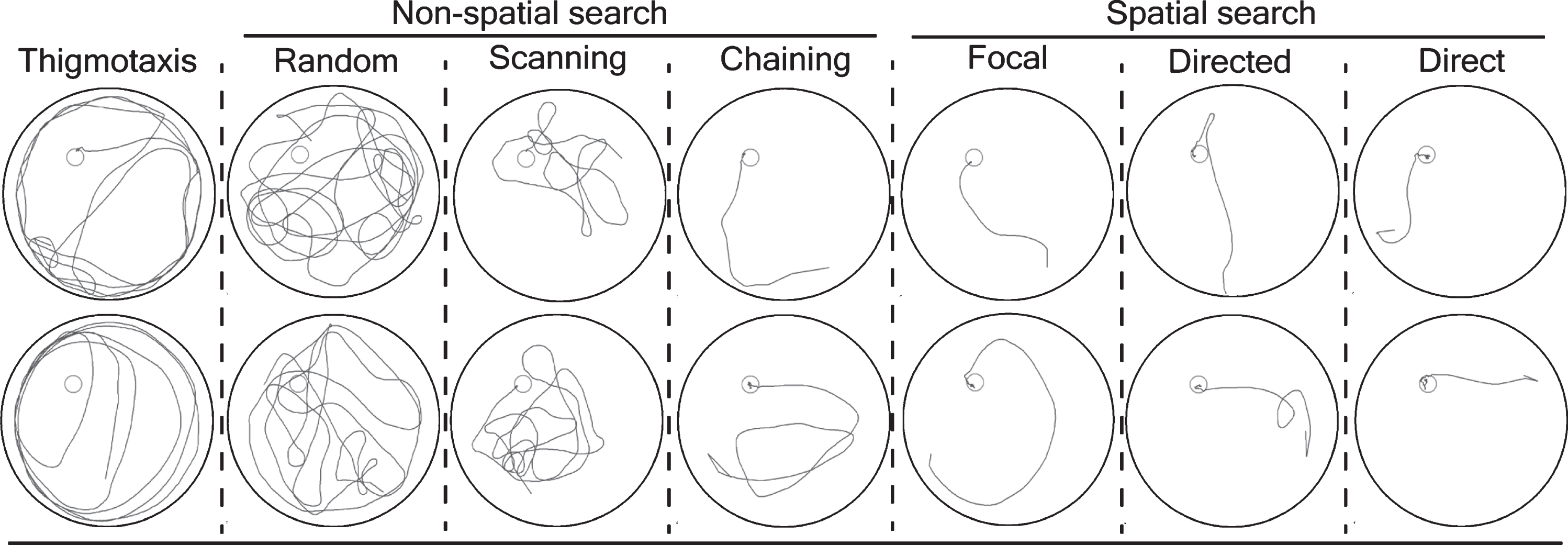 Classification of a mouse trajectory into search strategies. The software algorithm defines the following nine search strategies: thigmotaxis: >35% of time (90 s) within closer wall zone (10 cm from the pool wall) and <65% time in wider wall zone (16 cm from the pool wall); random search: >70% surface coverage; scanning: <70% surface coverage, >15% surface coverage, and <0.7 standardized mean distance to the pool center; chaining: >65% of time within the annulus zone; perseverance: <0.45 standardized error body angle, <0.40 standardized mean distance to the previous goal; directed search: >80% of time in the goal corridor; focal search: <0.35 standardized error body angle, <0.25 standardized mean distance to the present goal; and direct swim: 100% in the goal corridor; unclassified: the algorithm could not classify into above mentioned categories. We further grouped the search strategies into thigmotaxis, non-spatial search strategies (random, scanning, and chaining) and spatial search strategies (focal, directed, and direct). Each column in the figure is a discrete search strategy that consists of two representative mice trajectories (blue lines) from training trials for visualization. The platform is represented by a red circle. Note: The details of key words described can be found in BIOBSERVER water maze manual.