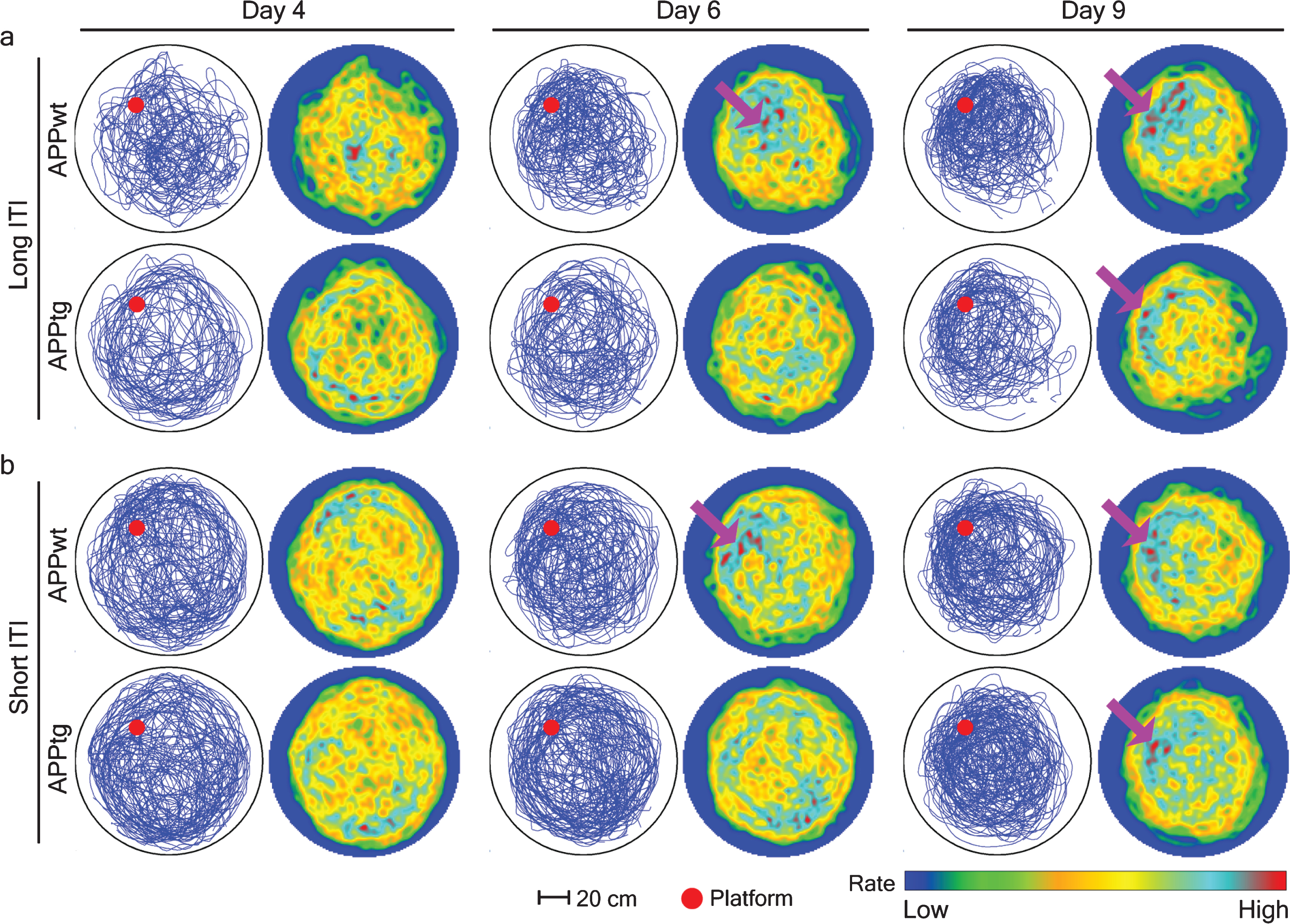 Spatial intensity estimation of different groups during probe trials in 3-month-old mice. A single probe trial was conducted before normal training trials on day 4, 6, and 9. Mouse trajectories from each group were combined to characterize the location of spatial hotspots. To this aim, the pixel coordinates were extracted from an image and later dropped inside the circular window of observation where Gaussian kernel smoothing was done to create a spatial hotspot. Each row is a group with long or short-ITI protocols. Left, accumulated mice trajectories per group (blue lines) with indicated platform position (red colored circle). Right, color-coded spatial rate map with peak rate (Scale bar). Purple arrows show the location of spatial hotspots.