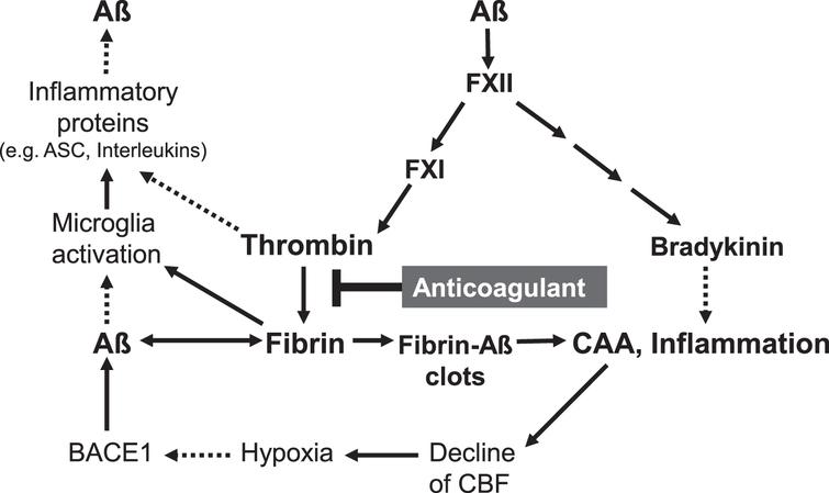 Key factors in cerebral amyloid angiopathy (CAA) and neuroinflammation are amyloid-β-proteins (Aβ), fibrin and thrombin (according to [26, 28, 47, 48, 62, 66]). Aβ binds to fibrin(ogen) and forms degradation-resistant, Aβ-containing fibrin deposits (fibrin-Aβ clots), which are found in brain parenchyma between neuron cells and in cerebral blood vessels in areas of CAA. Aβ also activates the blood coagulation factor XII, leading to enhanced formation of proinflammatory thrombin and bradykinin, and microglia-activating fibrin. Aβ also triggers microglia activation. Activated microglia cells release, e.g., inflammatory interleukins and ASC (apoptosis-associated speck-like protein containing a CARD) protein complexes, which stimulate production and spread of cerebral Aβ and ultimately, amplify fibrin-Aβ deposition. CAA-induced decline of cerebral blood flow (CBF) and brain perfusion leads to tissue shortage of nutrients and oxygen (hypoxia), which stimulates β-secretase1 (BACE1) expression for amplified Aβ formation. Anticoagulant treatment intervenes in a central point of this catastrophic cascade. The drug inhibits thrombin and thus, the formation of fibrin. Progressive fibrin-Aβ clot deposition in CAA and brain parenchyma, thrombin- and fibrin-mediated inflammation and amplified Aβ production and derived neurodegenerative processes, contributing to AD, could be reduced by anticoagulant treatment. Indirect stimulatory effects are represented by dotted lines.