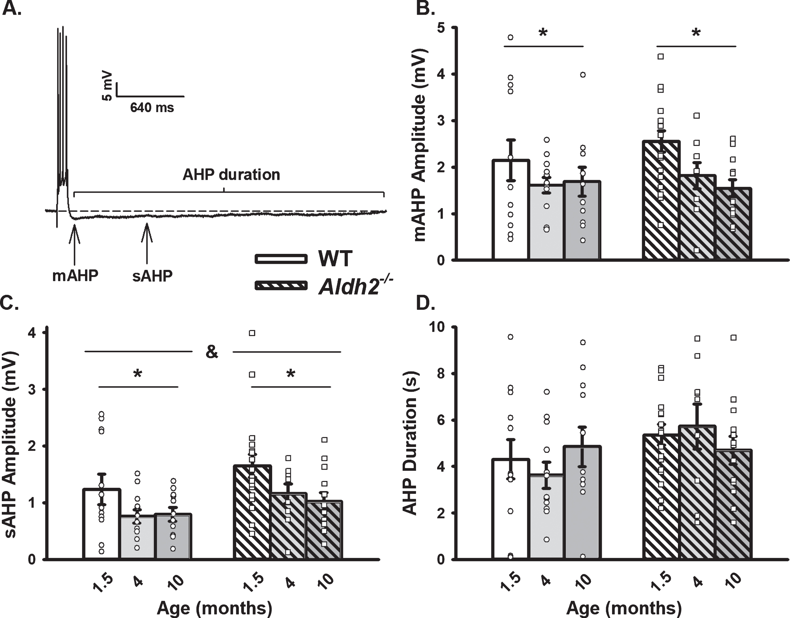 AHP in WT and Aldh2–/– Mice Across Age. A) Representative AHP following post-synaptic depolarization with 4 action potentials. B, C) A main effect of aging (p < 0.02) on the mAHP and sAHP was observed within each genotype. A main effect of genotype was also present on the sAHP (p < 0.04). D) Measures of the AHP duration were unaltered across aging or genotypes. We report data on 12 neurons (1.5 months), 11 neurons (4 months), and 11 neurons (10 months) in the WT dataset, and on 17 neurons (1.5 months), 9 neurons (4 months), and 13 neurons (10 months) in the Aldh2–/– dataset. Asterisks (*) represent significance across aging (above left and right bars) and genotype (top horizontal bar separated by an ampersand) at p < 0.05.