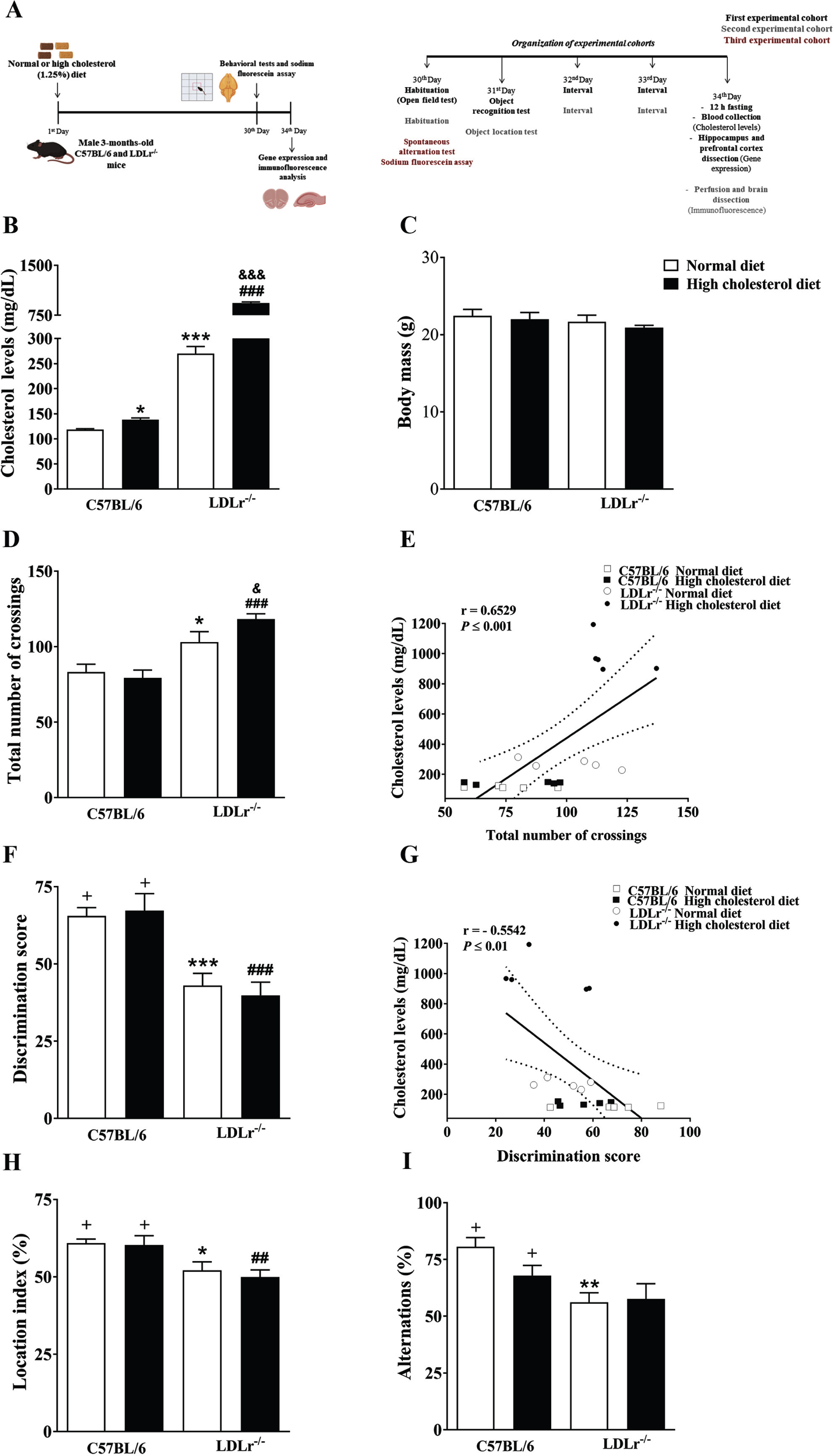 Experimental protocol, physiological parameters, and cognitive function of C57BL/6 wild-type and LDLr–/– mice after normal or high cholesterol diets. A) Experimental design: The C57BL/6 and LDLr–/– mice were exposed for thirty days to normal or high cholesterol diet (1.25% of cholesterol). In the end, the animals were submitted to behavioral tasks and sodium fluorescein assay. The sodium fluorescein assay was used to analyze the blood-brain barrier permeability. Afterwards, the mice’s brains were prepared for gene expression and immunofluorescence analysis. Also, plasma total cholesterol levels and body weight were evaluated. B) Cholesterol levels. C) Body mass. D) Locomotor activity (open field). E) A significant correlation between cholesterol levels and the total number of crossings in the open field test. F) Recognition memory (object recognition test). G) A significant correlation between cholesterol levels and discriminatory score (Pearson’s correlations). H) Spatial memory (object location test). I) Working memory (spontaneous alternation test). Data are expressed as the mean±SEM (n = 4–5 for cholesterol analysis and n = 8 for weight gain and behavioral analysis). *p < 0.05, **p < 0.01 and ***p < 0.001 compared with C57BL/6 mice fed with a normal diet, ##p < 0.01 and ###p < 0.001 compared with C57BL/6 mice fed with a high cholesterol diet, and &p < 0.05 and &&&p < 0.001 compared with LDLr–/– mice fed with a normal diet (Two-way ANOVA followed by Duncan post-hoc test). +p < 0.05 versus chance levels (50% of a new object or displaced object investigation in test trial and spontaneous alternations, respectively; one-sample t-tests).