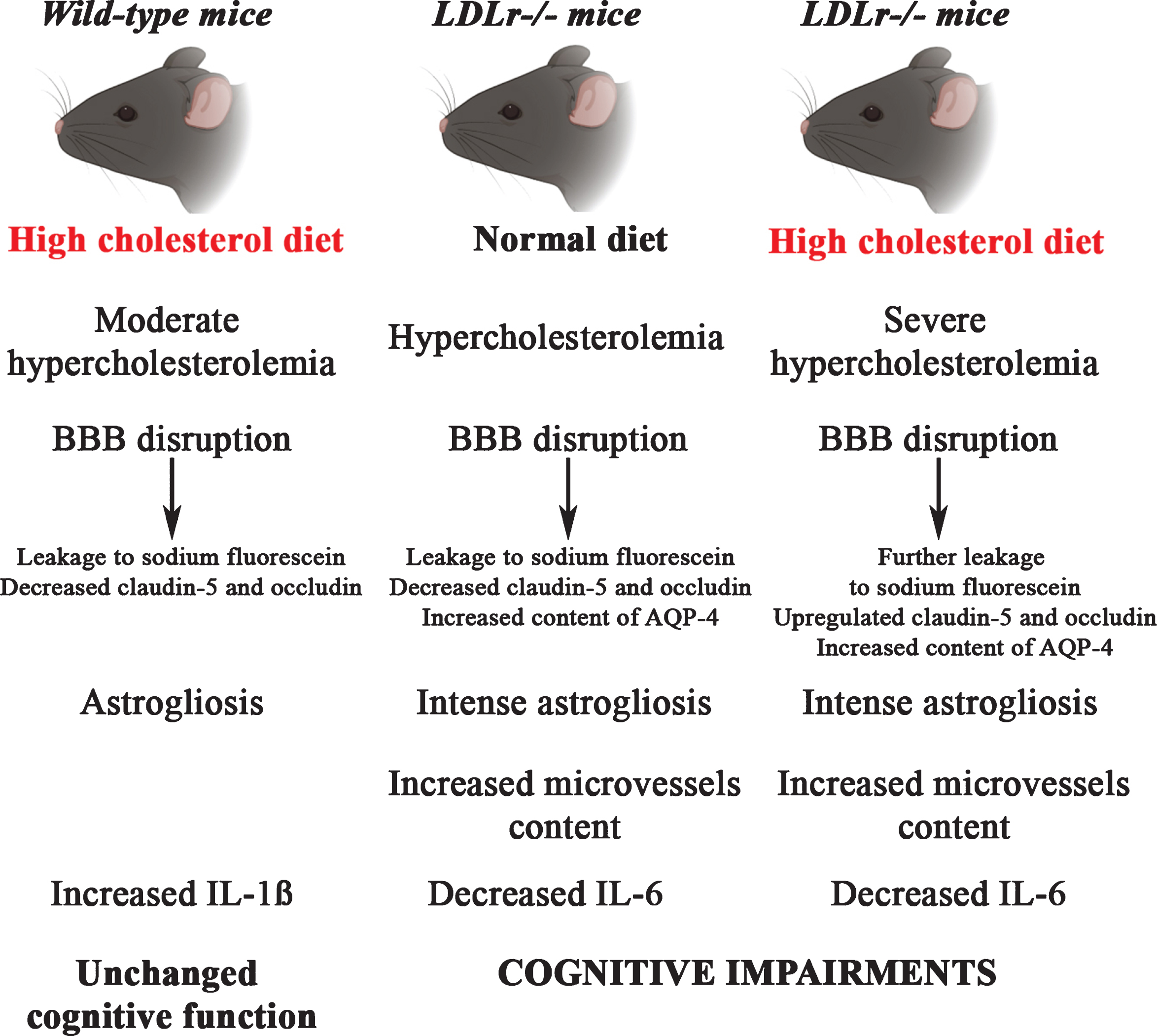 An illustrative scheme summarizing the main findings in C57BL/6 and LDLr–/– mice after a high cholesterol diet. The LDLr–/– mice, which already presented increased levels of plasma cholesterol, after a high cholesterol diet exhibited severe hypercholesterolemia. The hypercholesterolemia in LDLr–/– induced leakage of BBB was associated with intense astrogliosis, increased microvessels content, and decreased levels of IL-6, which ultimately caused cognitive impairments. The LDLr–/– mice exposed to high cholesterol diet exhibited a further increase in the leakage to sodium fluorescein in the hippocampus and prefrontal cortex, which was associated with an upregulation in the gene expression of claudin-5 and occludin in the hippocampus. On the other hand, C57BL/6 mice fed with a high cholesterol diet displayed moderate hypercholesterolemia that was also associated with BBB disruption, but not with significant induction of the neuroinflammatory process and, therefore, did not cause alterations on cognitive function.