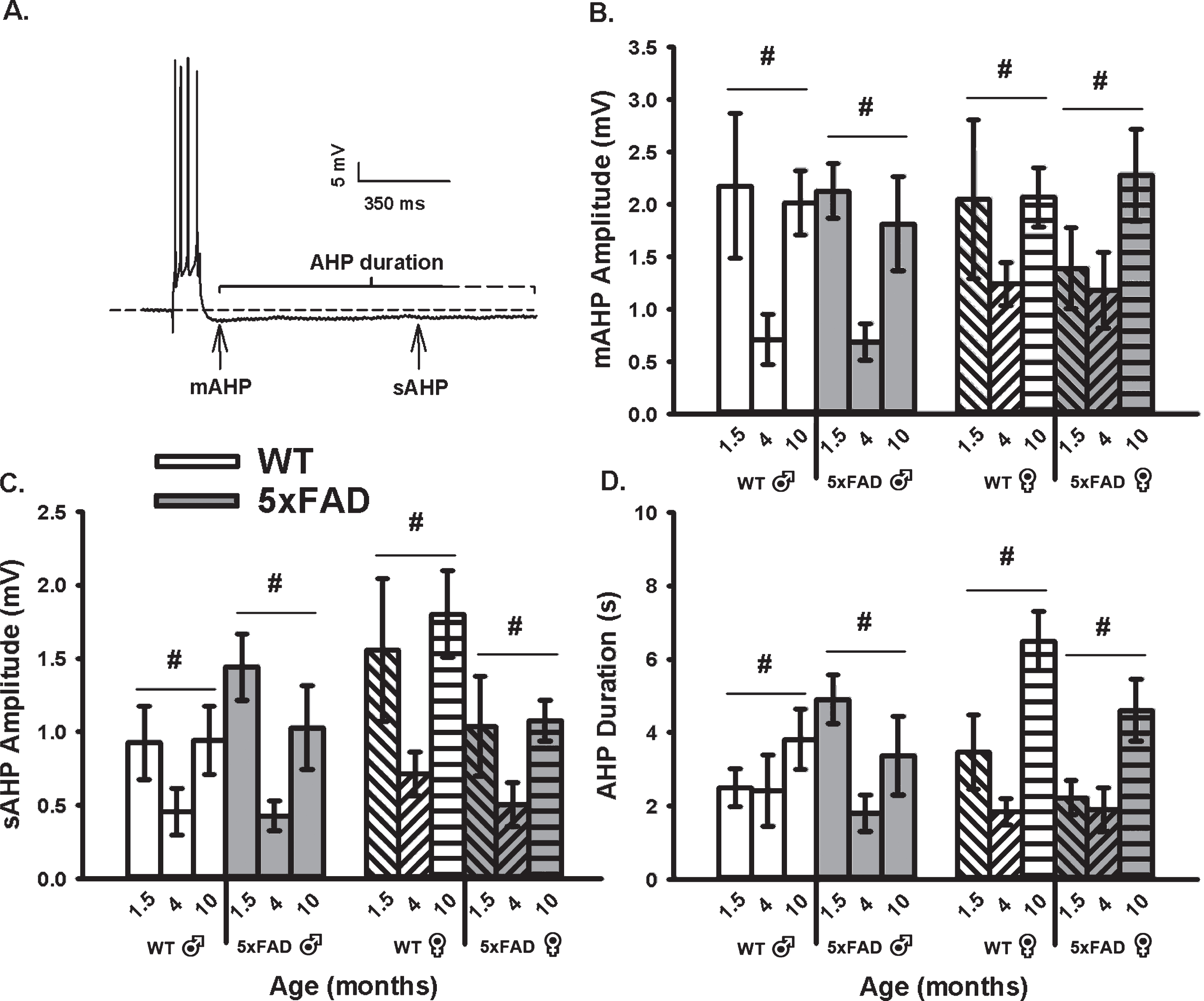 AHP Measures in WT and 5×FAD Mice Across Age and Sex. A) Example of an AHP following post-synaptic depolarization with 4 APs. B) A main effect of aging (p < 0.05) on the mAHP was observed within each genotype and across sex. C, D) Similar findings were observed on the sAHP (800 ms) amplitude measures, as well as on the AHP duration. Hashes (#) represent significance in aging at p < 0.05.
