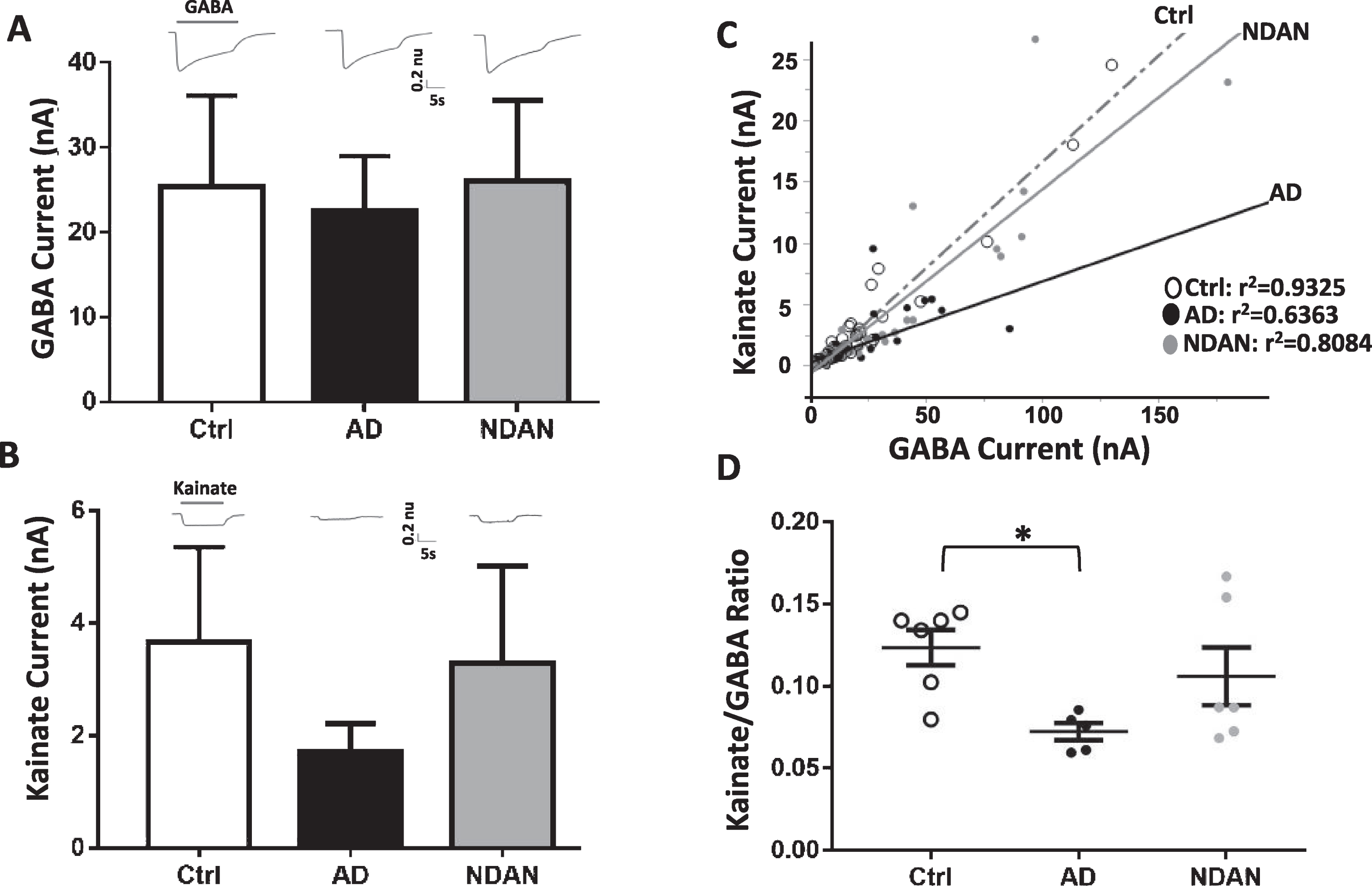 Differential activation of microtransplanted synaptic AMPA and GABA receptors from the frontal cortex of Ctrl, AD and NDAN subjects. A) GABA currents (elicited using 1 mM GABA), representing the inhibitory component, show no significant differences between Ctrl (clear bars), AD (black bar), or NDAN (grey bar). B) Similar to GABA, Kainate currents (elicited using 100 mM Kainate), representing the excitatory component, show no significant difference between the three groups. Representative ion currents for each group is provided above the bars and represented in normalized units (n.u.) to facilitate comparison of the amplitudes of GABA and kainate currents in the same scale. Kainate, instead of glutamate, was used to avoid AMPA receptors desensitization. C) Linear correlation between maximal kainate and GABA responses measured in single oocytes across groups. Each dot in this figure represents a single recorded oocyte. (r2 are shown next to each group; *p < 0.0001). D) Average of the Kainate/GABA ratio in each subject shows reduced values in AD compared to control but not to NDAN. The current ratio was different across groups (with significant reduction between Ctrl and AD (*p = 0.0388), but not between Ctrl and NDAN (p > 0.99) or AD and NDAN (p = 0.2268). Each dot represents a single subject. Color schematic for each group are provided in the legends for (C) and (D).