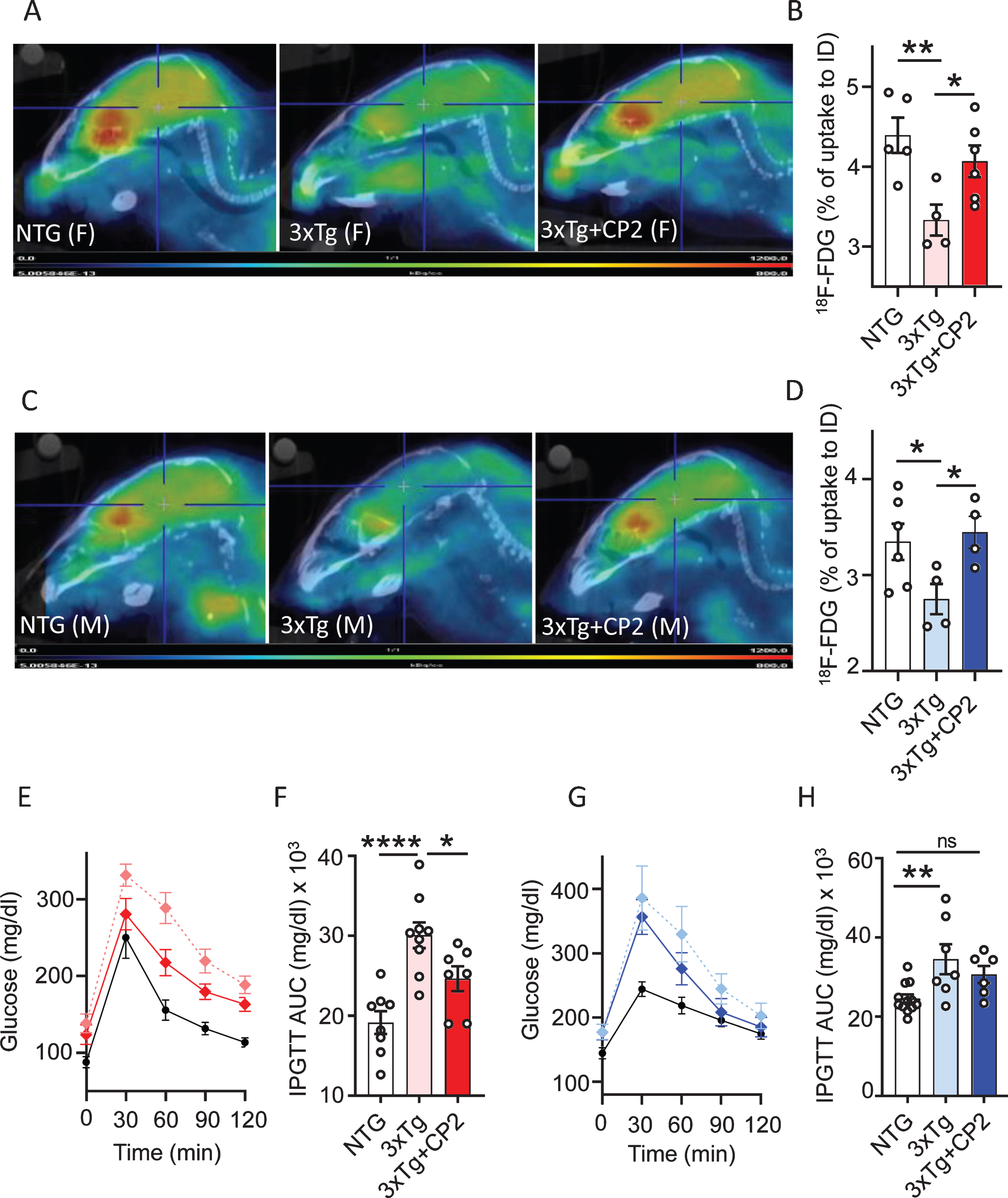 Chronic CP2 treatment improves glucose homeostasis in the brain and periphery in 3xTg-AD mice. A,C) Representative images of the 18F-fluorodeoxyglucose (18F-FDG) uptake in the brain of CP2-treated female (A) and male (C) 3xTg-AD mice compared to vehicle-treated age- and sex-matched 3xTg-AD and NTG mice measured using in vivo FDG-PET 14 months after the beginning of treatment. B,D) Quantification of glucose uptake measured using in vivo FDG-PET from (A and C) as a percent of changes compared to the initial dose (ID). N= 5 mice per each group. E,F) CP2 treatment improves glucose tolerance in 3xTg-AD female mice measured by intraperitoneal glucose tolerance test (IPGTT). F) Calculation of Area Under the Curve (AUC) for figure (E). N = 6 –12 mice per group. G,H) CP2 treatment did not significantly improve glucose tolerance in 3xTg-AD male mice. H) Calculation of AUC for figure (G). N= 6–12 mice per group. Differences between individual groups were analyzed by one-way ANOVA with Fisher’s post-hoc test. Data are presented as mean±SEM. *p < 0.05, **p < 0.01, ****p < 0.0001. Dotted light blue and light red: vehicle-treated 3xTg-AD male and female mice, respectfully; dark blue and dark red: 3xTg-AD+CP2 male and female mice, respectfully; black: vehicle-treated NTG (female mice in E; male mice in G).