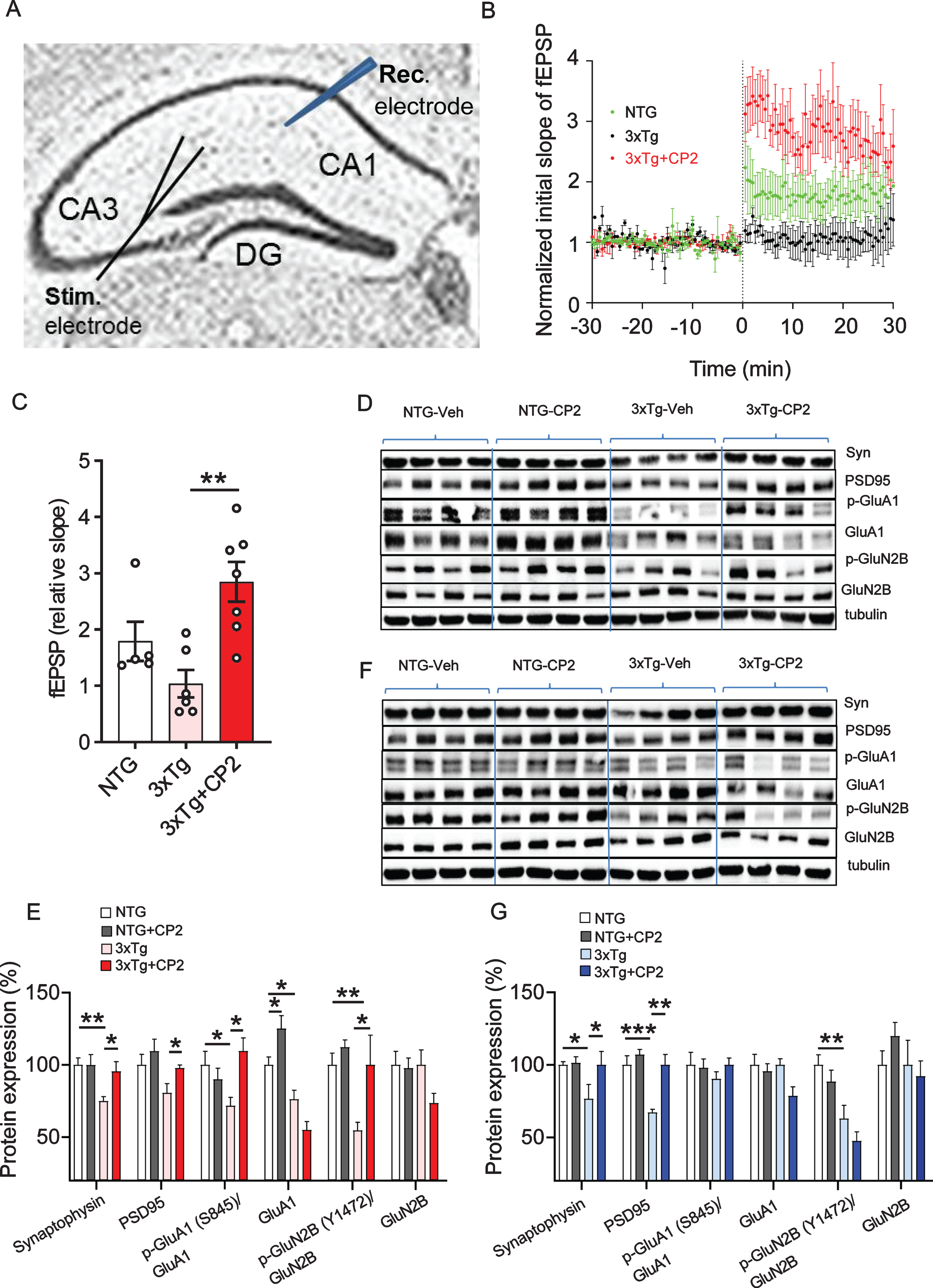 CP2 treatment improves synaptic function and LTP in 3xTg-AD mice. A) Experimental setup for stimulation-evoked local field potential (LFP) measurement in the hippocampal acute slice. The stimulation (Stim.) electrode was placed at the Schaffer collaterals and the recording (Rec.) electrode was placed at the striatum radiatum in the CA1 region. To induce LTP, three tetanic stimulations (100 Hz, 60μs-pulse width for 1 s) were applied with 3-s intervals. In the slice, LTP was induced and maintained over 30–50 min. Slope of EPSPs was measured and results normalized to the average value established during the 30 min baseline period. Recording continued for at least 60 min following a tetanic stimulation and the first 30 min was used to calculate the LTP. B) CP2 treatment improves LTP formation in CP2-treated 3xTg-AD female mice. Traces represent mean±SEM per time. N= 2-3 slices from 3-5 mice per group. C) LTP intensity in CP2-treated female 3xTg-AD mice compared to vehicle-treated counterparts at 30 min after the stimulation. N= 2-3 slices from 3-5 mice per group. D) Representative western blot images of protein markers involved in synaptic function of dendritic spines in the brain tissue of CP2- and vehicle-treated female 3xTg-AD mice. N= 4–7 mice per group. E) Quantification of western blot data from (D) showing a percent of changes in protein expression after CP2 treatment in NTG and 3xTg-AD mice, relative to the levels in vehicle-treated NTG counterparts. Significant increase was observed in levels of synaptophysin (Syn), PSD95, and GluA1 and GluN2B phosphorylation. No changes were detected in total levels of GluA1 and GluN2B. F) Representative western blot images of protein markers involved in synaptic function of dendritic spines in the brain tissue of CP2- and vehicle-treated male 3xTg-AD mice. N= 4–7 mice per group. G) Quantification of western blot data from (F) showing a percent of changes in protein expression after CP2 treatment in NTG and 3xTg-AD mice, relative to the levels in vehicle-treated NTG counterparts. Significant increase was observed in levels of Syn and PSD95, with no improvement in GluN2B phosphorylation. Differences between individual groups were analyzed by one-way ANOVA, with Fisher‘s LSD post-hoc test. Data are presented as mean±SEM. *p < 0.05, **p < 0.01.