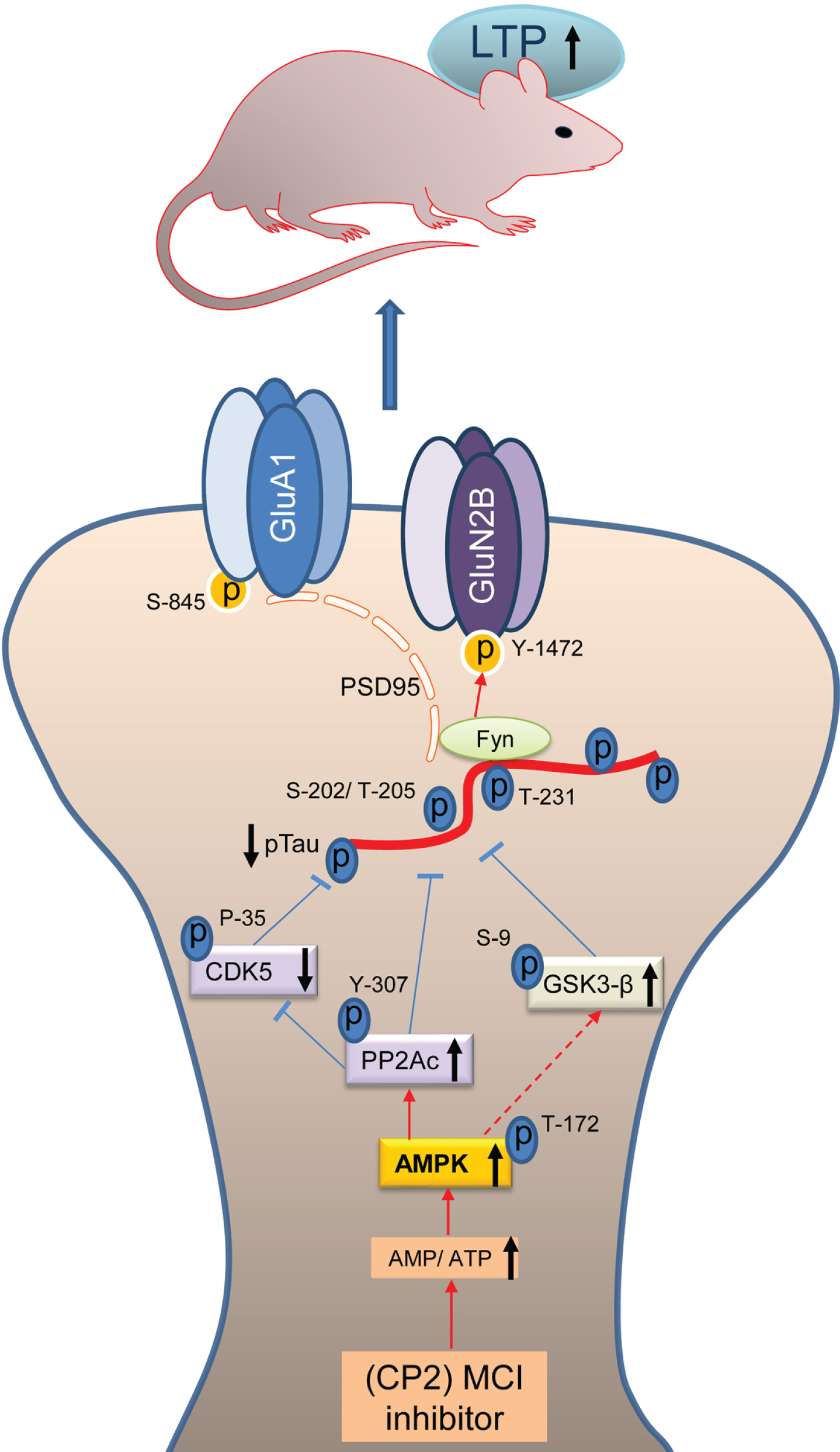 Schematic diagram of the mechanisms involved in CP2-mediated neuroprotection. Mechanisms of CP2-dependent restoration of pTau-mediated synaptic dysfunction. Under physiological conditions, tau transports Fyn to the dendritic spines where Fyn phosphorylates the NR2B subunit of NMDARs at Y-1472 leading to the stabilization of the NMDAR:PSD95 complex. Increased tau phosphorylation leads to the destabilization of the NMDAR:PSD95 and AMPAR:PSD95 complexes with increased AMPAR endocytosis resulting in reduced synaptic strength and LTP. Partial inhibition of MCI with CP2 increases AMP/ATP ratio that directly activates AMPK with concomitant effect on the activity of PP2Ac, CDK5, and GSK3β resulting in a significant reduction in pTau levels. Reduction in pTau and Fyn results in the stabilization of the NMDAR and AMPAR complexes and improved LTP leading to enhanced cognitive function in 3xTg-AD mice.