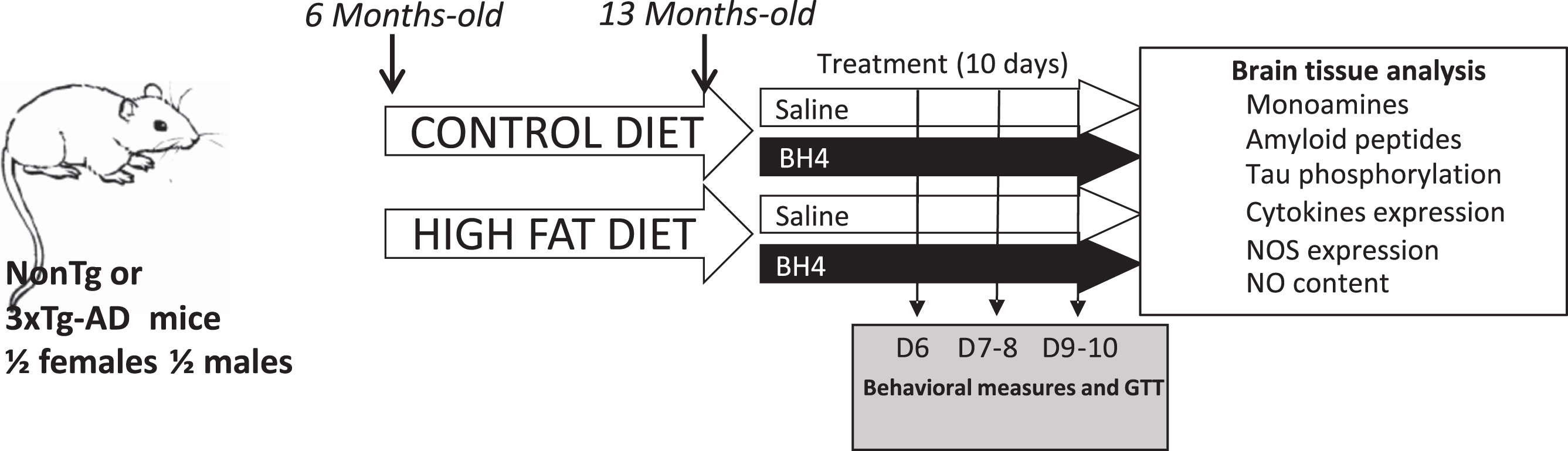 Experimental design. Non-transgenic mice (NonTg) and triple-transgenic mice (3xTg-AD) mice were fed from the age of 6 months a control (CD) or a high-fat diet (HFD) for 7 months. BH4 treatment (10 days, 15 mg/kg/day) was administered intra-peritoneally to mice at the age of 13 months. Behavioral (Open Field, Object Recognition) and metabolic (Glucose Tolerance Test) tests were performed between the 6th and 10th days of BH4 administration. On the day following the last injection, mice were sacrificed, and brain tissues were collected. All group (n = 11–17) were composed of males and females in equal proportion.