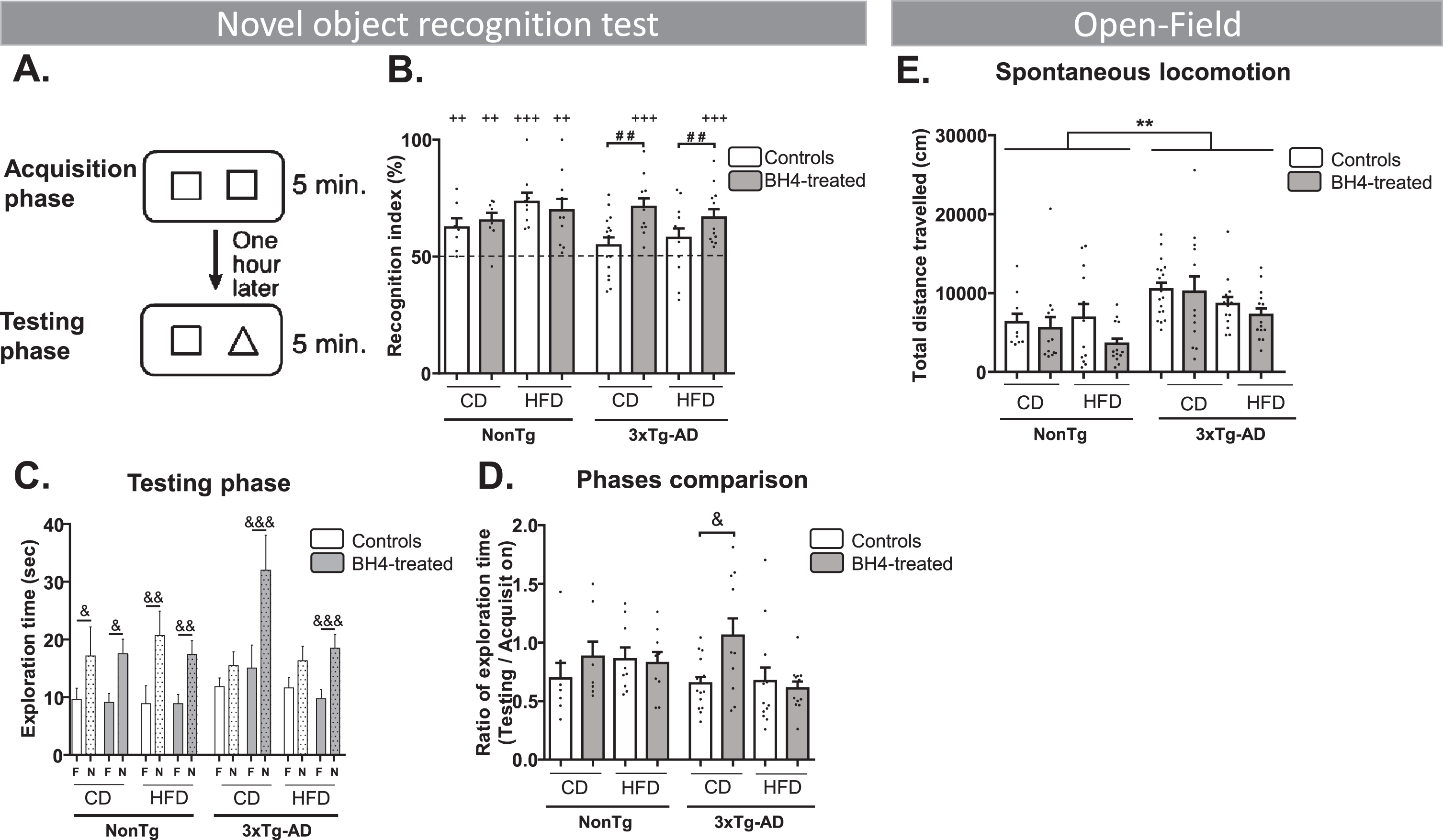 BH4 administration improves recognition memory function in 3xTg-AD mice without affecting spontaneous locomotion. A) Recognition memory was evaluated using the novel object recognition (NOR) test. B) Recognition index: (time exploring the novel (N) object/total time exploring both N and familiar (F) objects during the testing phase)*100. C) Total exploration time of the N and the F objects during the testing phase. D) Ratio of total exploration time during the testing phase/acquisition phase. E) Spontaneous locomotion monitored for 1 h in an open-field (total distance travelled in cm). Values are represented as mean±SEM with N = 7–17/group. Statistical analyses: (B) ++p < 0.01; +++p < 0.001 compared to random selection of an object (one sample t-test versus 50%); # #p = 0.0013 (Effect of BH4 Treatment, two-way ANOVA within 3xTg-AD mice); (C) &p < 0.05, &&p < 0.01, &&&p < 0.001 between N and F objects (Wilcoxon matched paired rank test); (D) &p < 0.05 (Wilcoxon matched paired rank test); (E) **p < 0.01 Genotype effect, (Multimodal ANOVA).