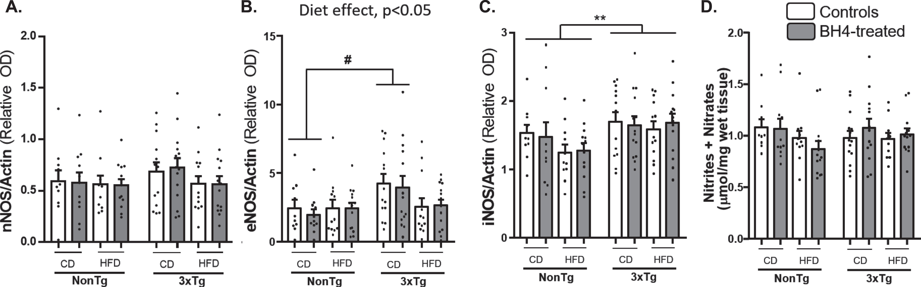 NOSs expression and total nitrites+nitrates. nNOS (A), eNOS (B), and iNOS (C) proteins content were measured by Western Blotting in hippocampus. Total nitrites and nitrates (D) were measured in parieto-temporal cortex of 3xTg-AD and NonTg mice and expressed as μmol/mg of wet tissue. Values are expressed as mean±SEM with N = 10–14/group. Statistical analyses: #p < 0.05 (Multimodal ANOVA, interaction Genotype x Diet); **p < 0.01, Genotype effect (Multimodal ANOVA).