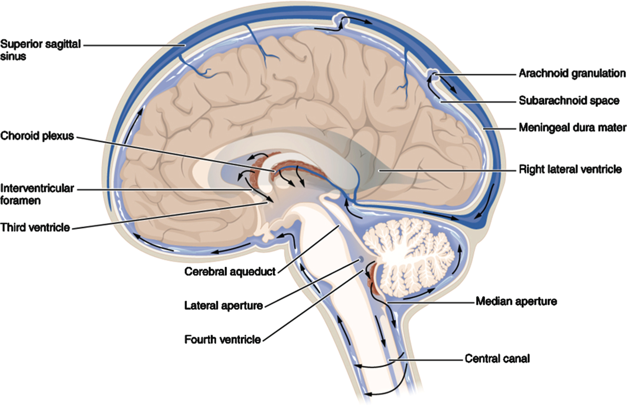 Full glymphatic brain CSF flow system. Net flow starts in centrally-located lateral ventricles (right and left), through the interventricular foramen, to the third ventricle, then through the very narrow central aqueduct (CA) into the fourth ventricle. From there, the net CSF flow is into the brainstem and spinal cord, then into various cisterns (see Fig. 8), and finally into the subarachnoid space (SAS) covering the brain cortex. The CSF then either enters the brain in the perivascular space surrounding arteries entering the cortex or moves through the arachnoid granulations and exits from the glymphatic system. The CSF enters the cerebral cortex, but the mechanism and location of the CSF’s brain waste solutes exit from the cerebral cortex is under debate. Source: Wikipedia commons 1317_CFS_Circulation.jpg.