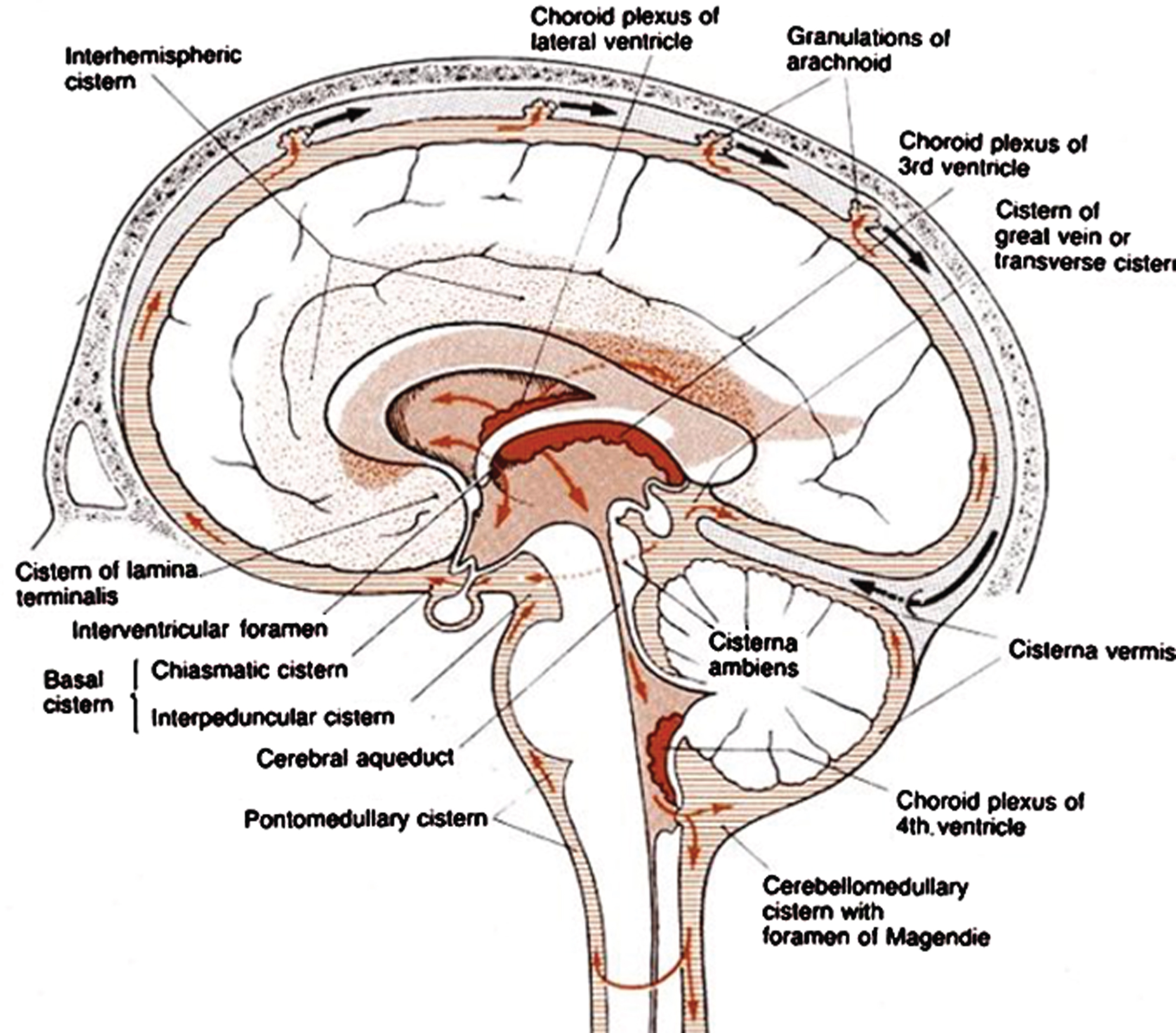 Locations of the major brain CSF-filled cisterns, showing also all CSF motion paths (arrows) of the glymphatic system [16] with the exception of the part that includes the entries and exits to the cortex parenchyma. Particular attention is directed to the “basal cistern” which include the chiasmatic and interpeduncular cisterns (see text for discussion). These are upstream in the CSF motion path of the Aβ pathology in the orbitofrontal cortex, a lower portion of the frontal cortex, which also interfaces with the cistern of lamina terminalis. Source: https://ranzcrpart1.fandom.com/Fandom communities (known as “wikis”) is licensed under the Creative Commons License 3.0 (Unported) (CC-BY-SA).