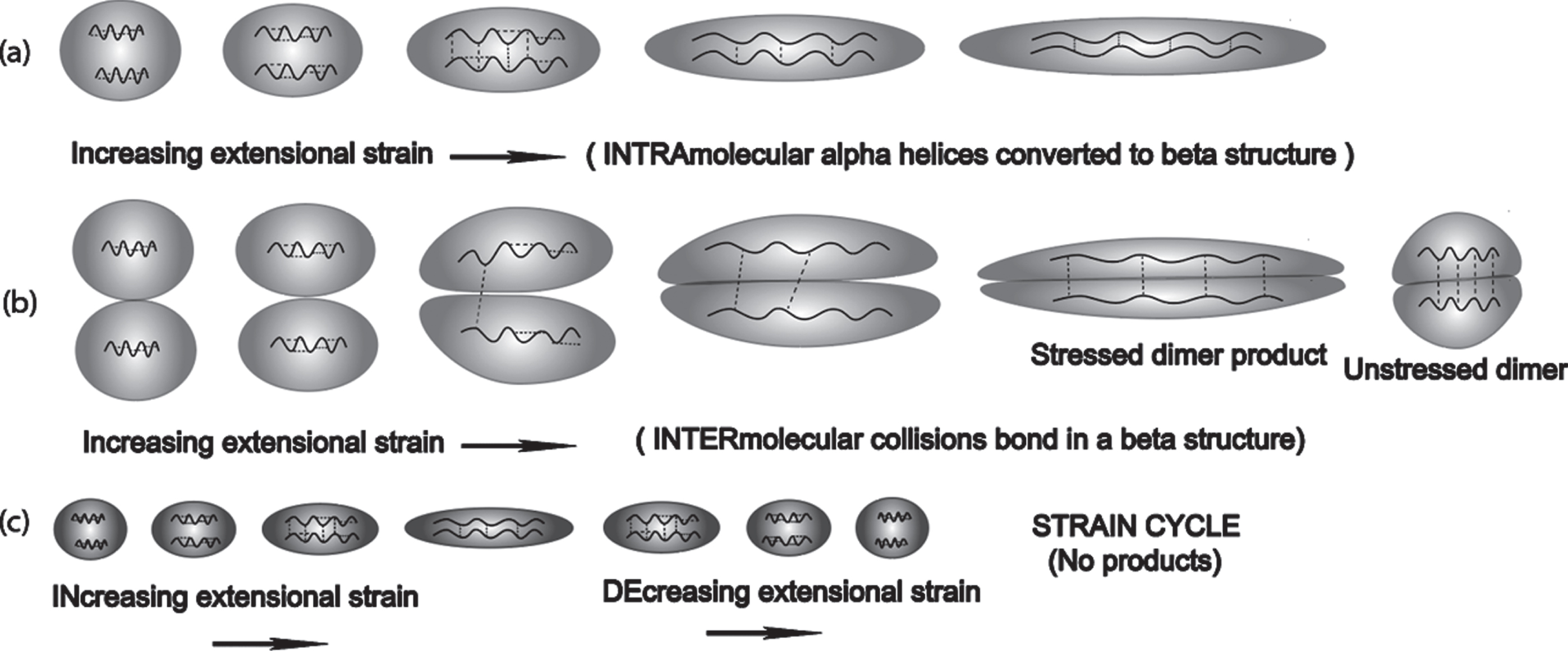 Extensional flow-induced transformation from an alpha to beta conformation via intramolecular and intermolecular mechanisms: (a) Two nearby alpha helical segments within the same molecule are exposed to extensional flow to such a point where their protein backbones are exposed to each other resulting in an alpha to beta conformation change within a single molecule; (b) When the molecular concentration is high enough, a concentration dependent-bimolecular collision between extensional flow-stretched molecules can produce a dimer that is much more stable than the monomer; (c) However, if the strain-induced stretch is not sufficient to allow close proximity of each alpha helix in a single molecule, then there is a lack of intramolecular product formation, resulting in heat release.