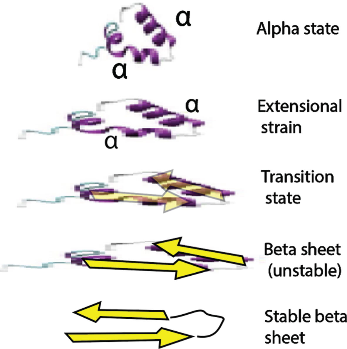 Proposed mechanism for the rapid strain-induced transformation of Aβ from an IDP alpha conformation to a beta hairpin conformation through extensional stretching distortion. This particular alpha state was selected from favored IDP states in [60]. This beta sheet structured molecule may then react quickly with another and possibly form a dimer seed. This aggregation reaction could take place over many stretch-and-release cycles.