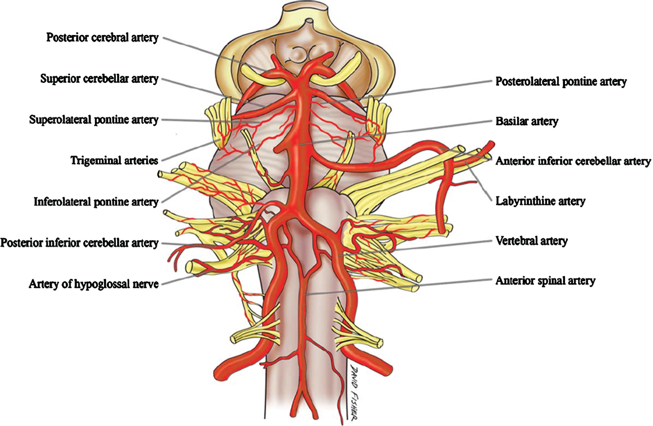 Brain stem pons and oblongata nerves (yellow) that project into the surrounding CSF and arteries, probably providing CSF flow-restricting objects that could, under the right pulse energy conditions, result in the formation of CSF flow stress-induced neurotoxic oligomers. These molecules could inactivate these nerves. The lower oblongata region is the pathological origin of Parkinson’s disease and ALS. Source [61] with permission.
