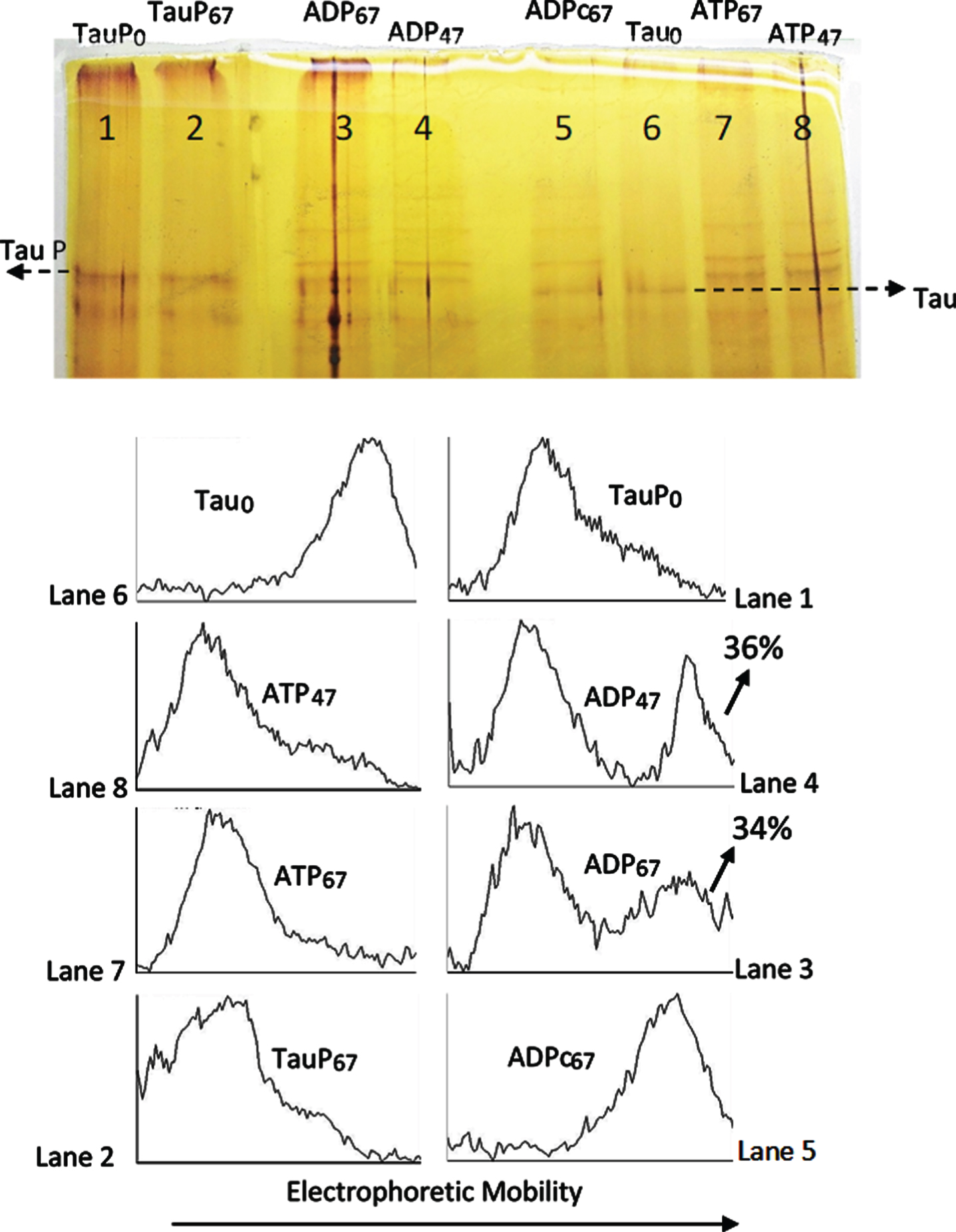 Silver stained of tau and phosphorylated tau separated by SDS-PAGE (8% acrylamide). Lanes 5–8: Tau protein (2.4 μg/ml final concentration) was diluted in a buffer composed of 31 μl of 10 mM Hepes, 0.15 M KCl, 0.25 mM 2-mercaptoethanol, 15 mM MgCl2, and 0.1 mg/ml Ampicillin at pH 6 adjusted with KOH; plus 10 μl of 10 mM Hepes, 0.15 M NaCl at pH 7; plus 5 μl of a solution of 250 mM potassium phosphate 10 mM and 0.1 mg/ml of Ampicillin at pH 7, containing 10 mM of P1, P5-Di(adenosine-5’) pentaphosphate. This solution was incubated at 20°C in the presence of 25 mM of AMP and 2.5 mM ATP for 47 h (lane 8) and 67 h (lane 7) or 2.5 mM ADP for 67 h (lane 5) and 4 units of C-PKA (Promega); lane 6 is a control in the absence of C-PKA, without incubation. Lanes 1–4: Phosphorylated tau (TauP) (1.8 μg/ml, final concentration) was diluted similarly to tau and incubated at 20°C with 2.5 mM ADP and 4 units of C-PKA for 47 h (lane 4) and 67 h (lane 3); dephosphorylation percentages of TauP are indicated. Lane 1 is a control in the absence of C-PKA, without incubation. Lane 2 is a control of TauP incubated for 67 h in the presence of ADP but in the absence of C-PKA. Tau and TauP samples were boiled before use.