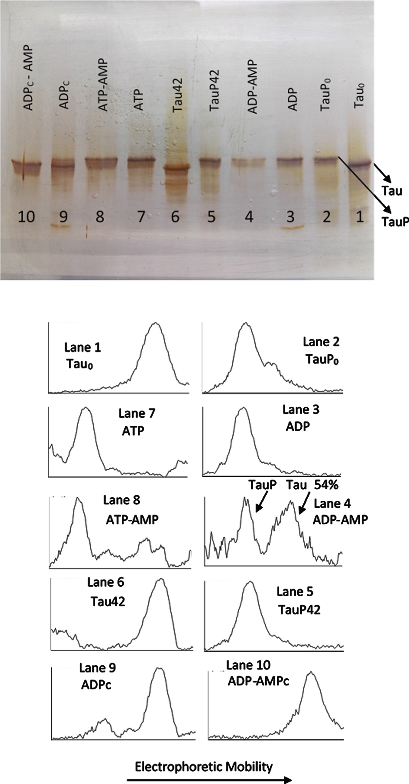 Silver stained of tau and phosphorylated tau separated by SDS-PAGE (8% acrylamide). Lanes 1, 6–10: Tau protein (3 μg/ml final concentration) was diluted in a buffer composed of 22.5 μl of 10 mM Hepes, 0.15 M KCl, 0.25 mM 2-mercaptoethanol, 15 mM MgCl2, and 0.1 mg/ml Ampicillin at pH 7 plus 2.5 μl of a solution of 250 mM potassium phosphate 10 mM and 0.1 mg/ml of Ampicillin at pH 7, containing 10 mM of P1, P5-Di(adenosine-5’) pentaphosphate. This solution was incubated with C-PKA, at 20°C for 42 h, in the presence of 2.5 mM ATP plus the presence (Lane 8) or absence (Lane 7) of 25 mM of AMP and in presence of 2.5 mM ADP plus the presence (Lane 10) or absence (Lane 9) of 25 mM of AMP. Lanes 1 and 6 are controls of tau in the absence of C-PKA and nucleotides, incubated for 0 h (Lane 1) and 42 h (Lane 2). Lanes 2-5: Phosphorylated tau (TauP) (2.7 μg/ml, final concentration) was diluted in the same buffer solution as described for tau and incubated with C-PKA, at 20°C for 42 h, in the presence of 2.5 mM ADP plus the presence (Lane 4) or absence (Lane 3) of 25 mM of AMP; dephosphorylation percentage of TauP is indicated. Lanes 2 and 5 are controls of TauP in the presence of 2.5 mM ADP but in the absence of C-PKA, incubated for 0 h (Lane 2) and 42 h (Lane 5). 5 units of C-PKA from Promega were used, when added. Both tau and TauP solutions were boiled before used.