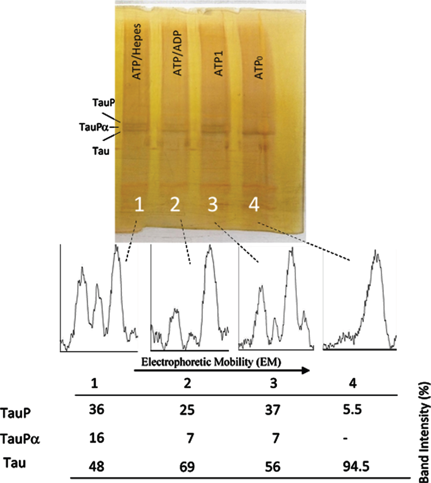 Successive incubation of tau protein with ATP and ADP. The mixture of tau protein and C-PKA prepared as described in Materials and Method (Tau-C-PKA) was diluted 1/10 in a buffer composed of 75 μl of buffer Hepes containing 10 mM Hepes and 0.1 M NaCl, at pH 7 and 50 μl of phosphate buffer containing 250 mM phosphate and 0.1 mg/ml Ampicillin at pH 7. This reaction mixture contained 15 mM MgCl2, 0.25 mM EGTA, 50 mM P1, P5-Di(adenosine-5’)pentaphosphate, 0.25 mM 2-mercaptoethanol and ATP 0.1 mM. Lane 4 corresponds to tau protein in this reaction mixture at time 0 of incubation (ATP0). After 2 h of incubation at 30°C, in the presence of ATPMg2+, the reaction mixture was divided in three parts: the first one (ATP1) was loaded in the gel (lane 3); the second one was incubated at 30°C for two additional hours in the presence of 1.1 mM ADP(ATP/ADP) (lane 2); the third one was incubated for the same time, at 30°C, in the presence of Hepes buffer, (ATP/Hepes) (lane 1). Scanning of the electrophoresis bands was carried out after applying a filter to improve the photo quality. The table at the bottom of the figure shows the results of peak percentages resulting from the scanning. TauP represent the band displaying the lowest mobility, and TauPα represents the intermediate band usually observed at short times of incubation. Scanning was done after applying a filter to improve the photo quality.
