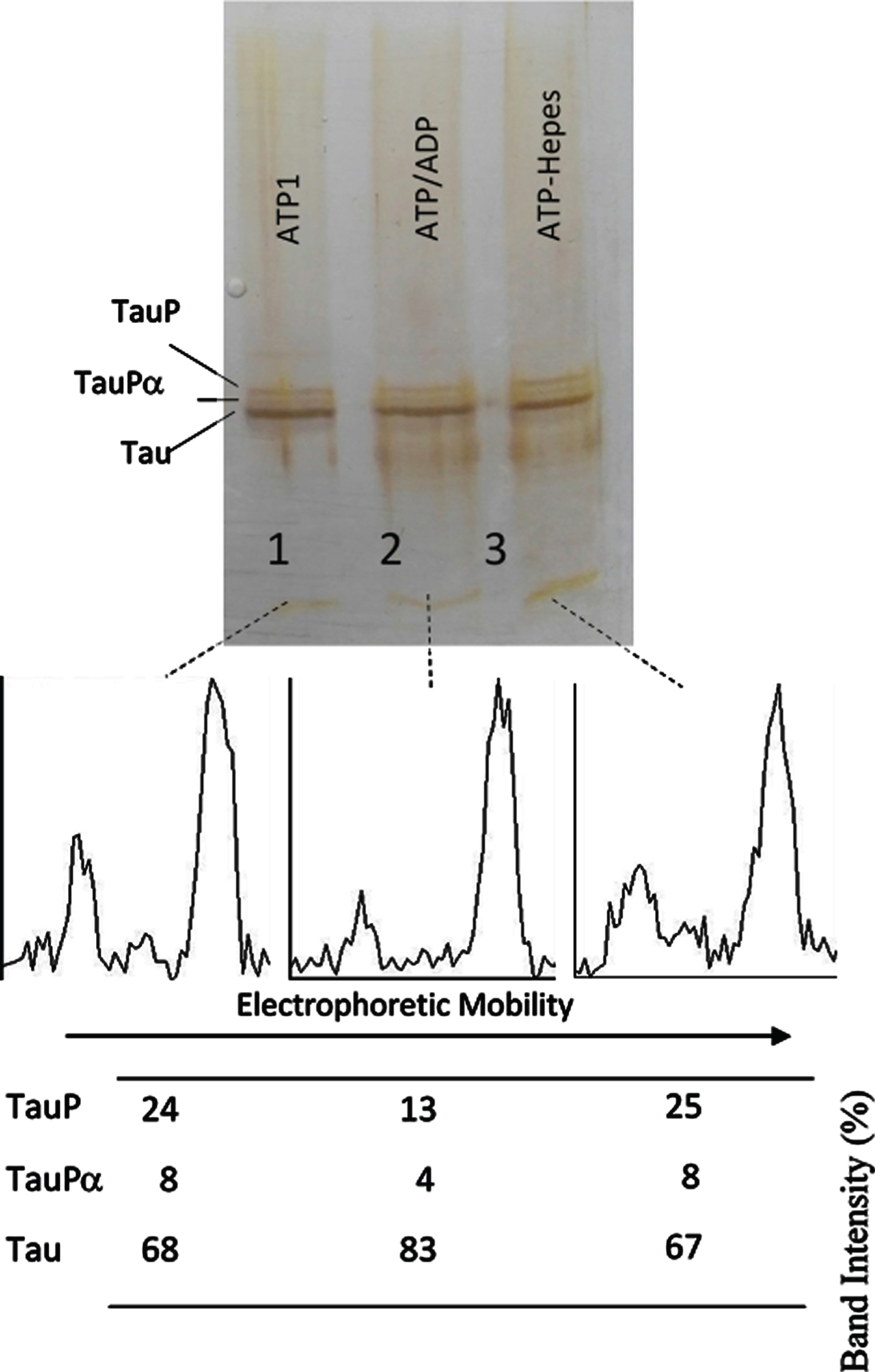 Successive incubation of tau protein with ATP and ADP. The mixture of tau protein and C-PKA prepared as described in Materials and Method (Tau-C-PKA) was diluted 1/10 in a buffer composed of 75 μl of Hepes buffer containing 10 mM Hepes and 0.1 M NaCl, at pH 7 and 50 μl of phosphate buffer containing 250 mM phosphate and 0.1 mg/ml Ampicillin at pH 7. This reaction mixture contained 15 mM MgCl2, 0.25 mM EGTA, 50 mM P1, P5-Di(adenosine- 5’)pentaphosphate, 0.25 mM 2-mercaptoethanol, 0.05 mg/ml DNA, and ATP 0.1 mM. After 2 h of incubation at 30°C, in the presence of ATPMg2+, the reaction mixture was divided in three parts: the first one (25 μl) (ATP1) was loaded in the gel (lane 1); the second one (22.5 μl) was incubated at 30°C for 30 min after adding 2.5 ml of 10 mM ADP (ATP/ADP) (lane 2); the third one (22.5 μl) was incubated for the same time, at 30°C, after adding 2.5 μl of Hepes buffer containing 10 mM Hepes, 0.1 M NaCl, 0.1 mg/ml DNA, and 100 μM P1, P5-Di(adenosine- 5’)pentaphosphate at pH 7 (lane 3). The Table at the bottom of the figure shows the results of peak percentages after the scanning of the bands. TauP represent the band displaying the lowest mobility, and TauPα represents the intermediate band usually observed at short times of incubation. The rolling ball radius used for subtraction of background was of 5 pixels.