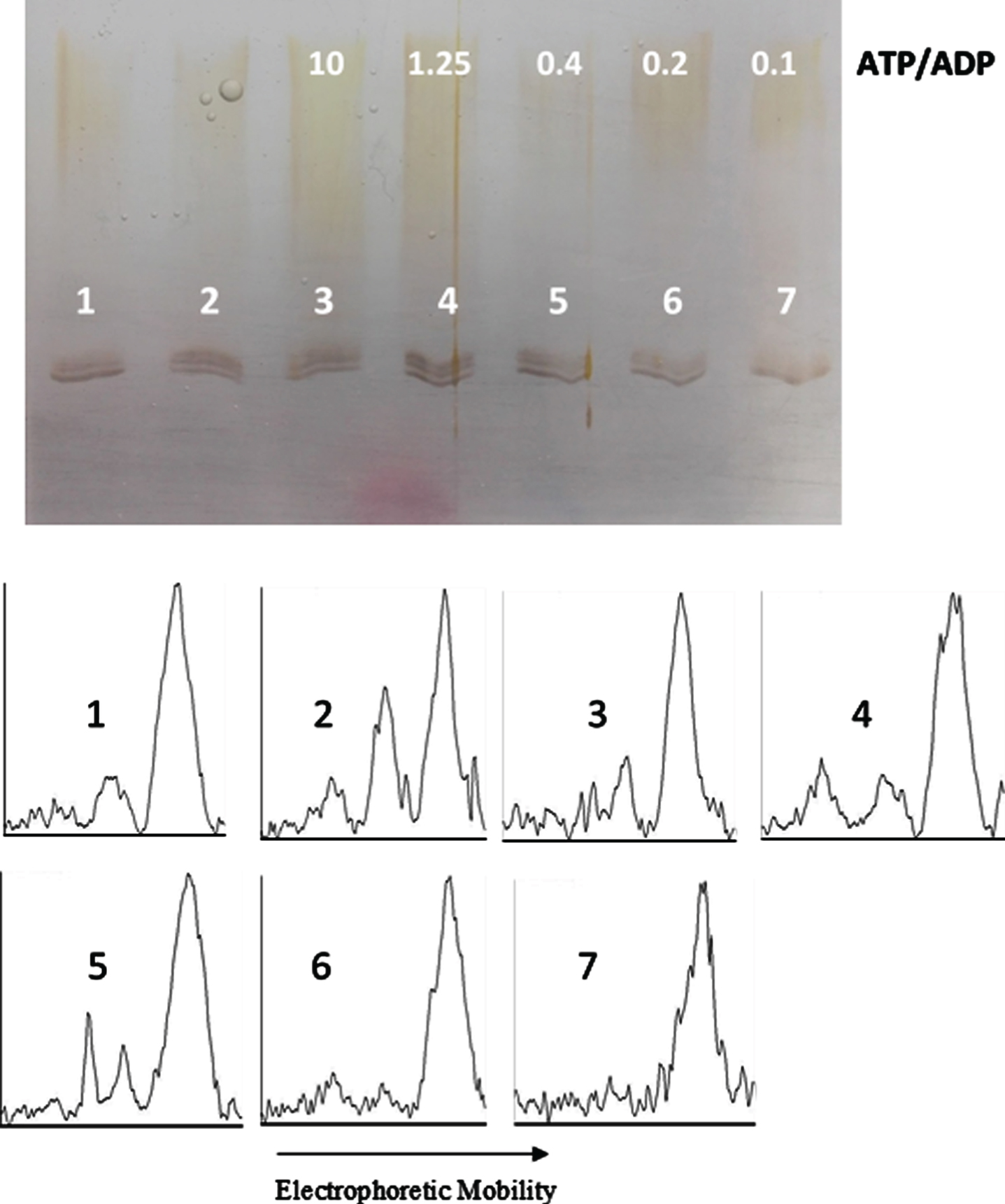 ATP/ADP ratio-dependency of tau protein phosphorylation as probed by electrophoretic mobility. The mixture of tau protein and C-PKA, prepared as described in Materials and Method (Tau-C-PKA) was diluted 1/11.5 in a buffer composed of 15 μl of 10 mM Hepes and 0.1 M NaCl at pH 7, and 10 μl of phosphate buffer containing 250 mM phosphate and 0.1 mg/ml Ampicillin at pH 7. This reaction mixture contained 15 mM MgCl2, 0.25 mM EGTA, 0.25 mM 2-mercaptoethanol, ATP 0.1 mM and the following ADP concentrations (mM): 0 (lane 2), 0.01 (lane 3), 0.08 (lane 4), 0.25 (lane 5), 0.5 (lane 6), and 1 (lane 7). Lane 1 is a control in the absence of nucleotides. All samples were incubated at 20°C for 22 h. Scanning results are included in Table 1. The rolling ball radius used for subtraction of background was of 11 pixels.