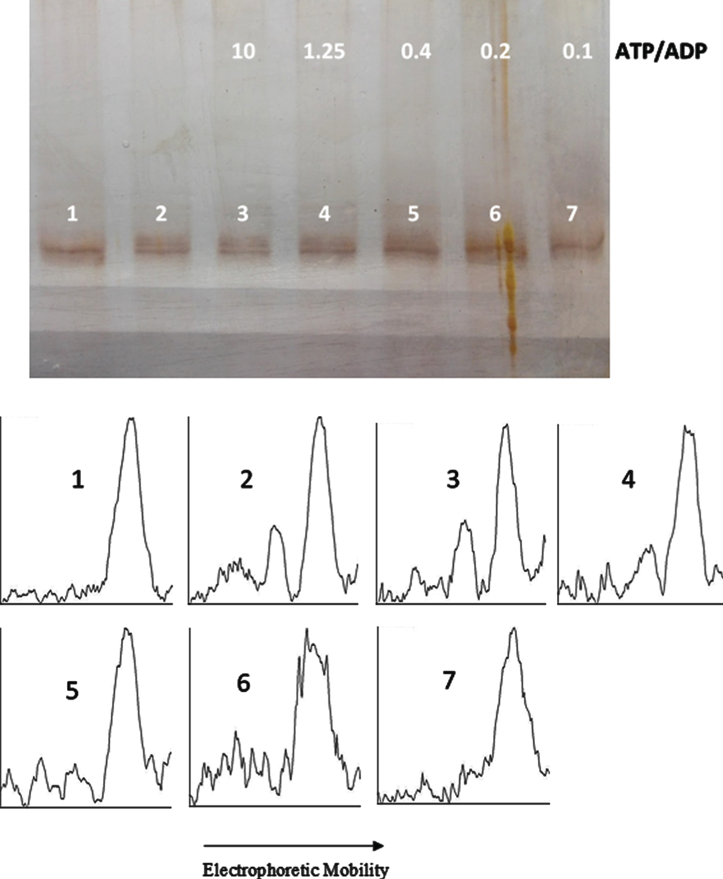 ATP/ADP ratio-dependency of tau protein phosphorylation as probed by electrophoretic mobility. The mixture of tau protein and C-PKA prepared as described in Materials and Method (Tau-C-PKA) was diluted 1/10 in a buffer composed of 35 μl of 10 mM Hepes and 0.1 M NaCl at pH 7, and 23 μl of phosphate buffer containing 250 mM phosphate and 0.1 mg/ml Ampicillin at pH 7. This reaction mixture contained 13 mM MgCl2, 0.22 mM EGTA, 0.25 mM 2-mercaptoethanol, 0.87 mM ATP and the following ADP concentrations (mM): 0 (lane 2), 0.087 (lane 3), 0.7 (lane 4), 2.2 (lane 5), 4.4 (lane 6), and 8.7 (lane 7). Lane 1 is a control in the absence of nucleotides. All samples were incubated at 20°C for 22 h. The rolling ball radius used for subtraction of background was of 30 pixels.