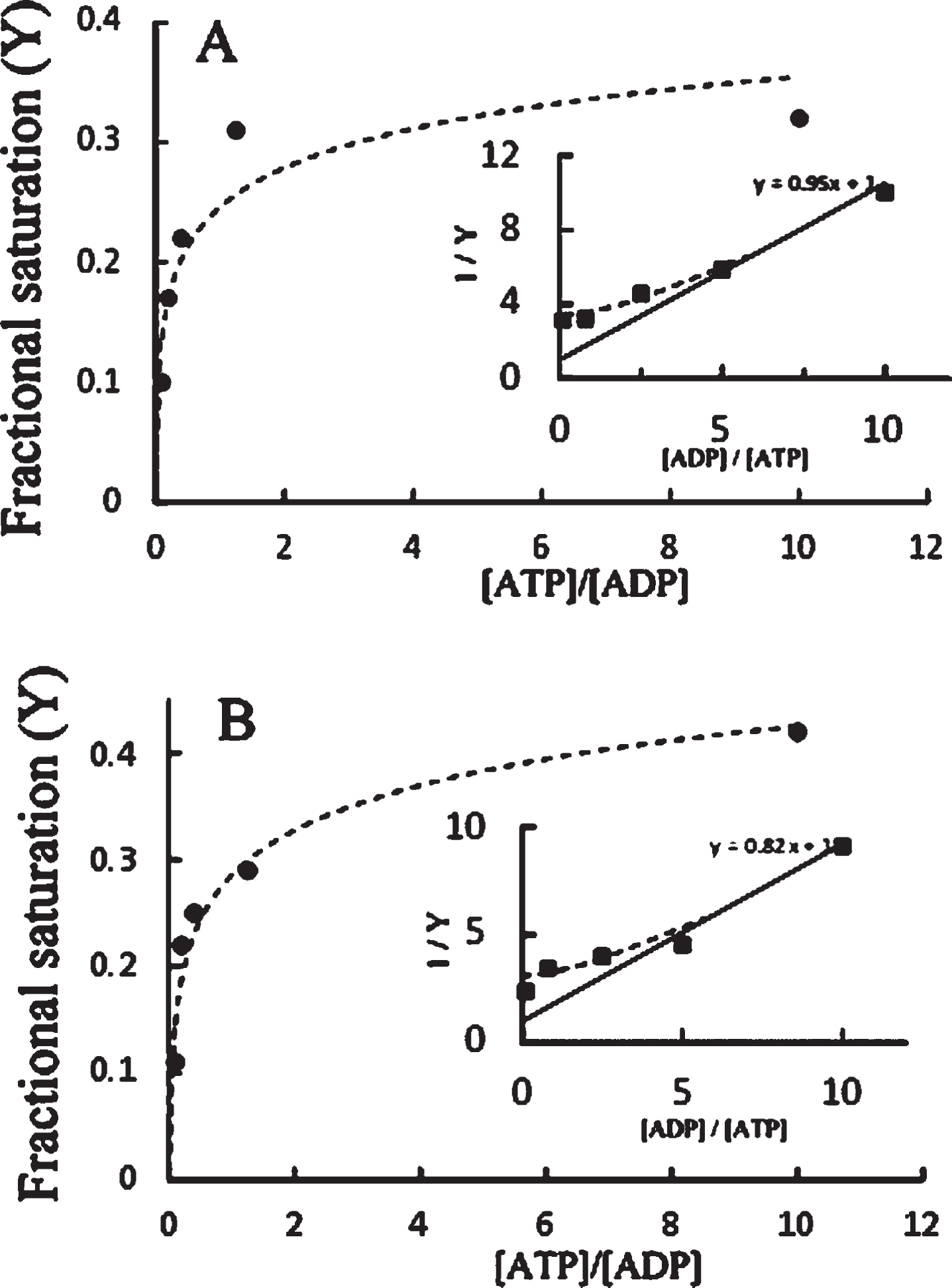 Fractional saturation of phosphorylation sites on tau, following the data of Table 1. The fractional saturation as a function of the [ATP]/[ADP] ratio, keeping [ATP] constant at 0.1 mM (part A) or 0.87 mM (part B). The insets show the inverse plots corresponding to equation (5).