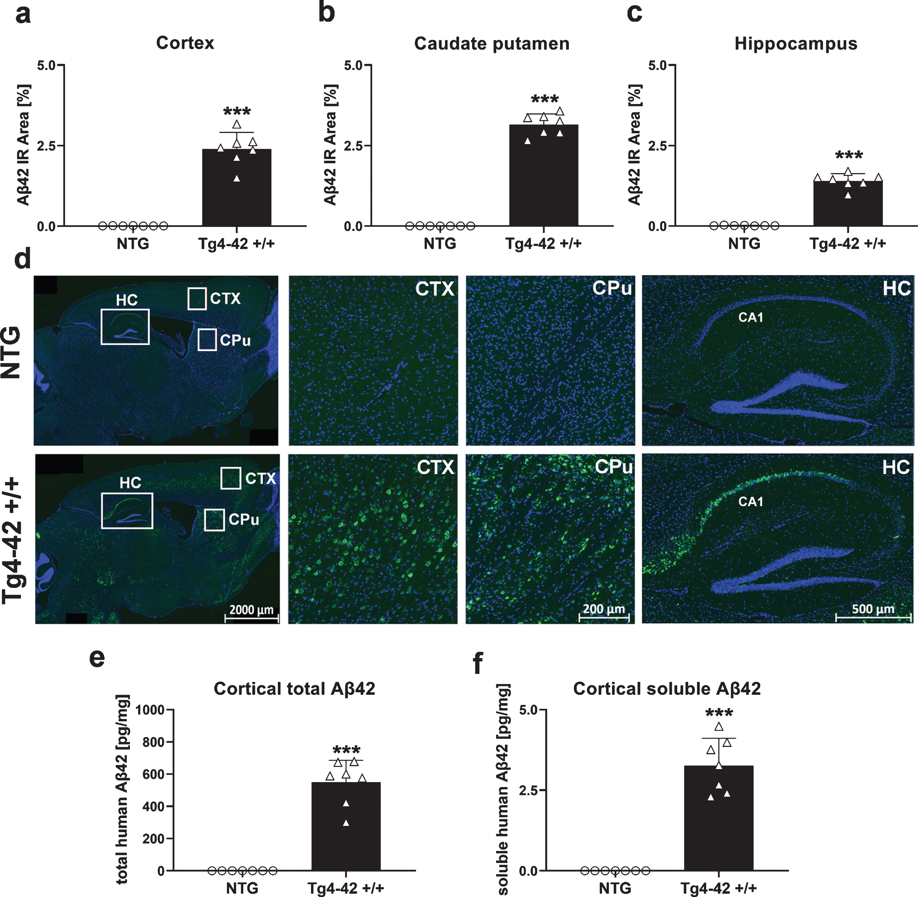 Quantification of Aβ42 expression in the central nervous system of Tg4-42 +/+ mice. Histological quantification of Aβ42 expression in cortex (a), caudate putamen (b), and hippocampus (c) in 9-month-old Tg4-42 +/+ mice. d) Representative images of Aβ42 (green) and DAPI (blue) labeling in 9-month-old Tg4-42 +/+ and non-transgenic mice. e) Biochemical quantification of cortical total human Aβ42 levels in pg/mg and (f) soluble human Aβ42 levels in pg/mg. (a-f) n = 7 per group. Mean + SEM. Unpaired t-test. ***p < 0.001.