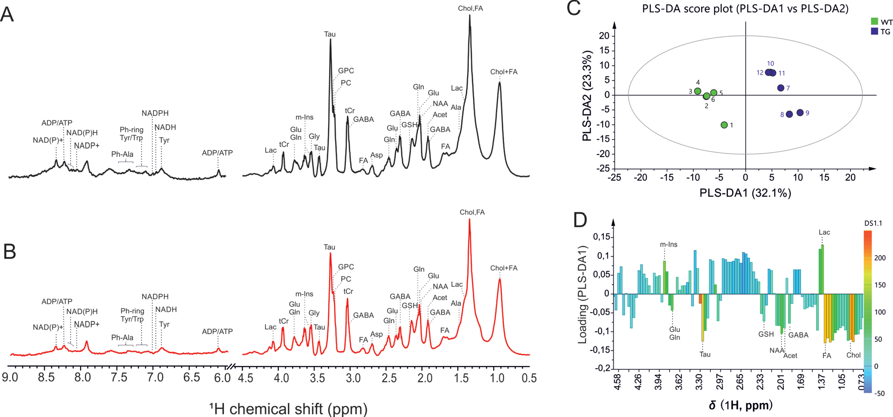 Representative high-resolution magic angle spin (HR-MAS) NMR spectra showing metabolic profile of SCN from (A) wild-type, and (B) Tg2576 mice. C, D) Multivariate analysis of the HR-MAS NMR spectra (n = 6 per group) using partial least square-discriminant analysis (PLS-DA) modelling (R2 = 0.907, Q2 = 0.989). C) Scores plots (PLS-DA1 versus PLS-DA2). The score plot explains 55.4%of total variance of WT SCN clustering in the negative PLSDA1 scores, and Tg2576 SCN in the positive PLSDA1 scores. D) Loading plots of PLS-DA1 for all buckets containing assigned peaks. Ala, alanine; Asp, aspartate; Chol, cholesterol; FA, fatty acids; GSH, glutathione; GABA, g-aminobutyric acid; Glu, glutamate; Gln, glutamine; GPC, glycerophosphocholine; Gly, glycine; Lac, lactate; m-Ins, myo-inositol; PC, phosphocholine; Tau, taurine; tCr, total creatine.