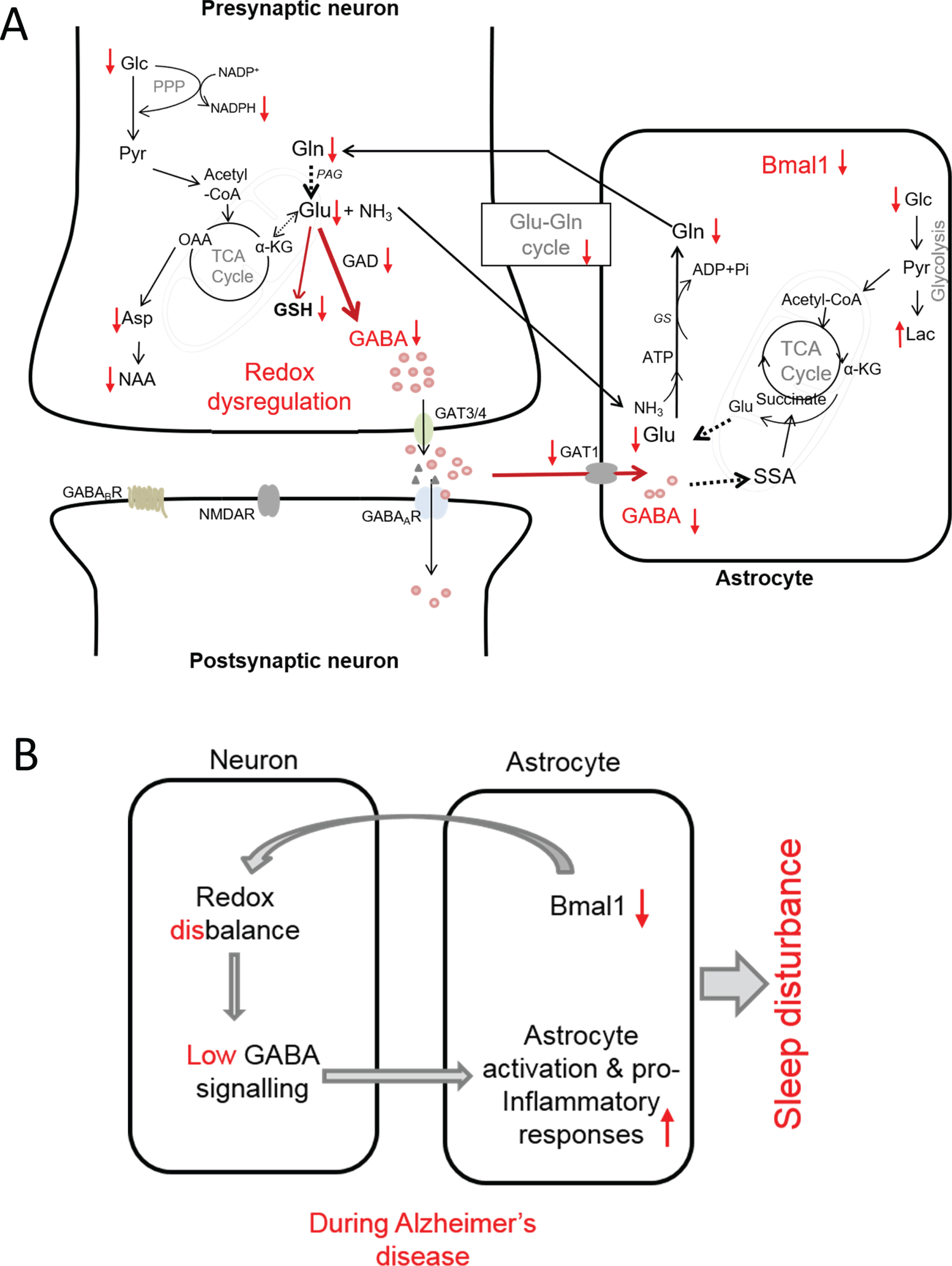 Proposed model of interconnection between redox dysregulation, compromised GABA signaling, neuroinflammation and SCN dysfunction in AD as evidenced by observed changes in metabolic profile and immunohistology in the present study. A) Observed increases and decreases in metabolites in SCN of AD mice is shown by arrows (i.e., ↑ and ↓, respectively). B) Summarized view of the interconnection between reduced Bmal1, redox disbalance, dysregulation of GABA signaling and inflammation that may be at the root of circadian rhythm disruption leading to sleep disturbance in AD. αKG, α-ketoglutarate; Asp, aspartate; GABAA GABAB, GABA receptors; GAT1 and GAT3/4, specific GABA transporter; GAD, glutamic acid decarboxylase; Glc, glucose; Gln, glutamine; Glu, glutamate; GS, glutamine synthetase; GSH, glutathione; Lac, lactate; NAA, N-acetyl aspartate; NMDAR, N-methyl-D-aspartate receptor (Glu receptor): OA, oxaloacetic acid; PPP, pentose phosphate pathway; SSA, succinate semialdehyde; TCA cycle, tricarboxylic acid cycle.