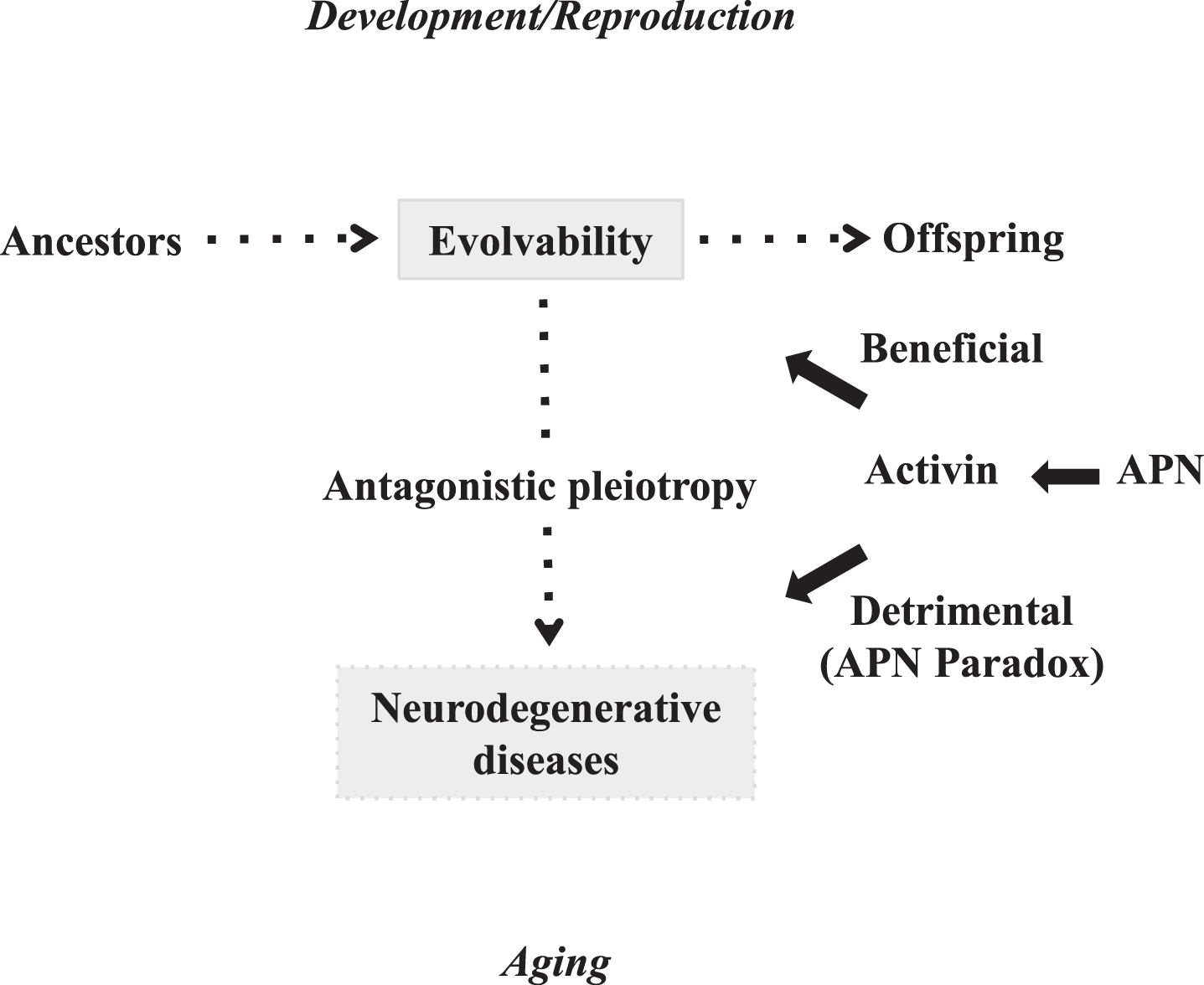 Diagram showing that APN might stimulate both amyloidogenic evolvability and neurodegenerative disorders. Evolvability during developmental/reproductive stages and neurodegenerative diseases such as AD in post-reproductive senescence are driven by aggregated APs, and might exist in an antagonistic pleiotropy relationship. APN might be beneficial for amyloidogenic evolvability, while paradoxically detrimental (namely the APN paradox) in the form of neurodegenerative diseases through the antagonistic pleiotropy.