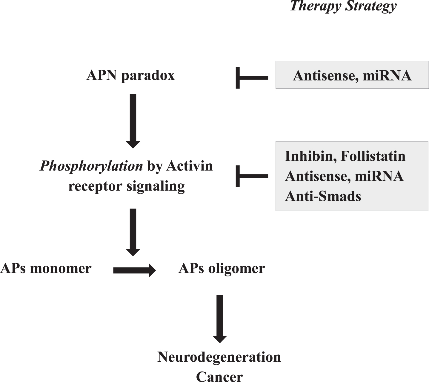 Strategic therapies for neurodegeneration based on activin-mediated antagonistic pleiotropy. Given that the oligomerization of APs is regulated by phosphorylation through the activin receptor signaling pathway, which is stimulated by APN paradox, these steps might present attractive therapeutic targets for intervention. As such, in addition to suppression of APN expression by antisense strategies, such as antisense oligonucleotides and mi-RNA of APN, activin receptor signaling might be suppressed by various methods, including antisense oligonucleotides and mi-RNA of activin, and overexpression of inhibin and follistatin, and compounds of anti-Smads.