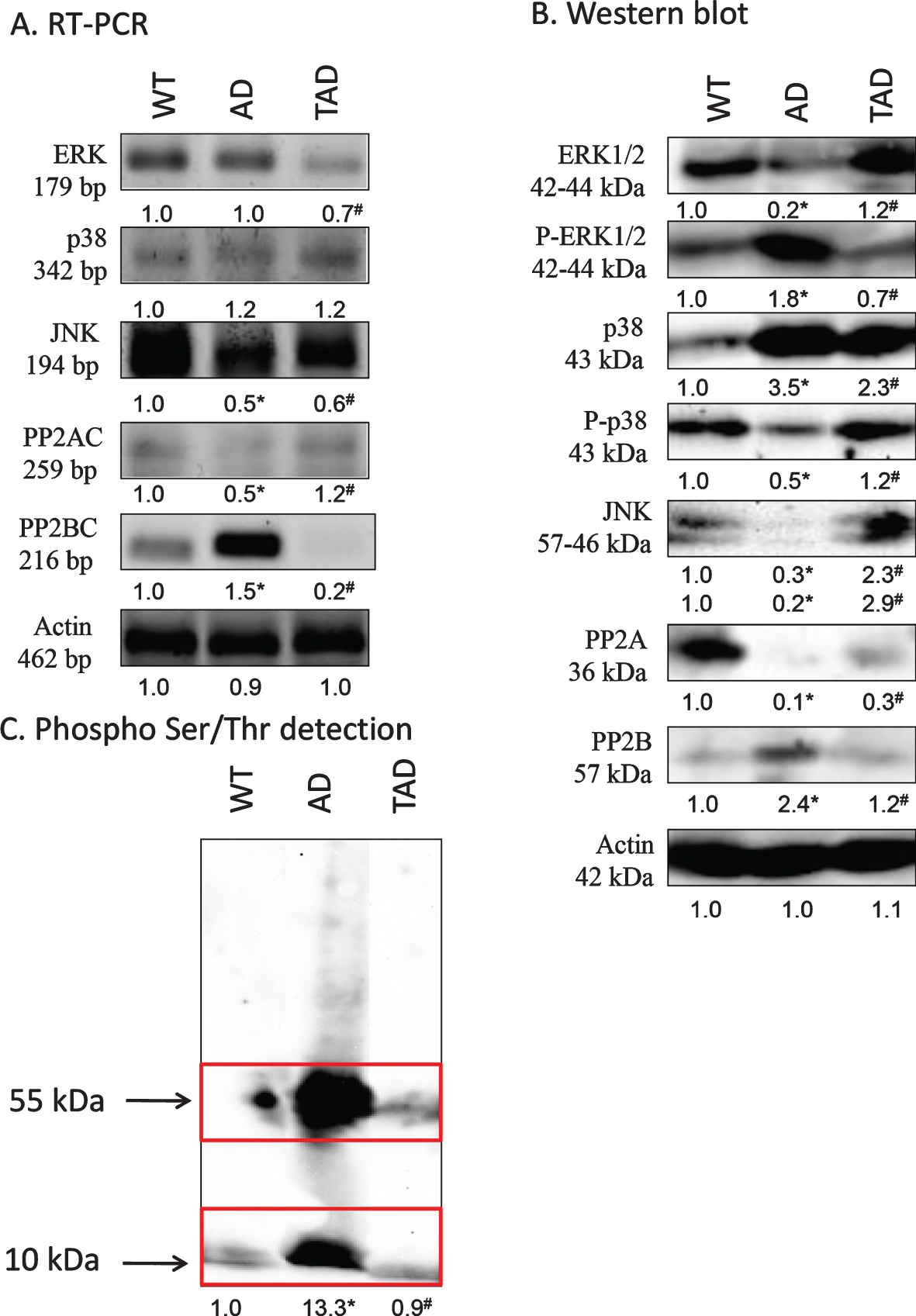 mRNA (A) and protein (B) expression of non-canonical signaling elements of TGFβ pathways in the kidney. For RT-PCR and for western blot reactions, actin was used as control. C) Ser/Thr phosphorylation was investigated by western blot analysis. Insert represents the molecular weight approximately 55 and 10 kDa. Optical density of signals was measured and results were normalized to the optical density of controls. For panels A-C, numbers below the signals represent integrated densities of signals determined by ImageJ software. Asterisks indicate significant alteration of expression as compared to wild type (WT) (*p < 0.05) or Alzheimer’s disease (AD) mice (#p < 0.05). Representative data of five independent experiments. For RT-PCR reactions and for western blot actin was used as controls. Statistical analysis was performed by ANOVA. All data were normalized to actin and data are expressed as mean±SEM.
