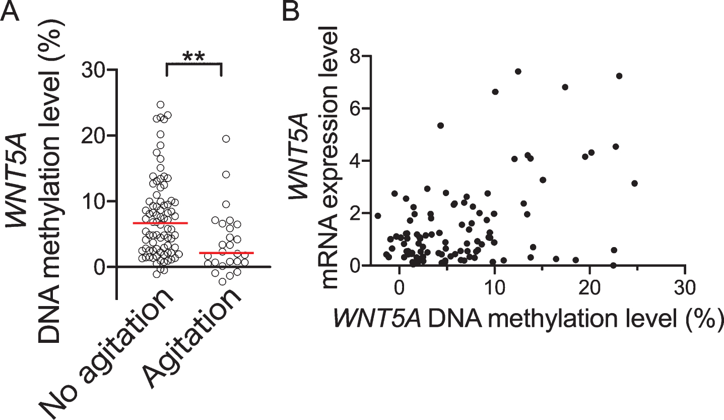 Comparison of WNT5A DNA methylation levels between with/without agitation according to NPI score. A) Shows WNT4A DNA methylation levels for dementia with/without agitation. B) Shows correlation between WNT5A DNA methylation levels and mRNA expression level. Horizontal lines indicate medians. **p < 0.01.