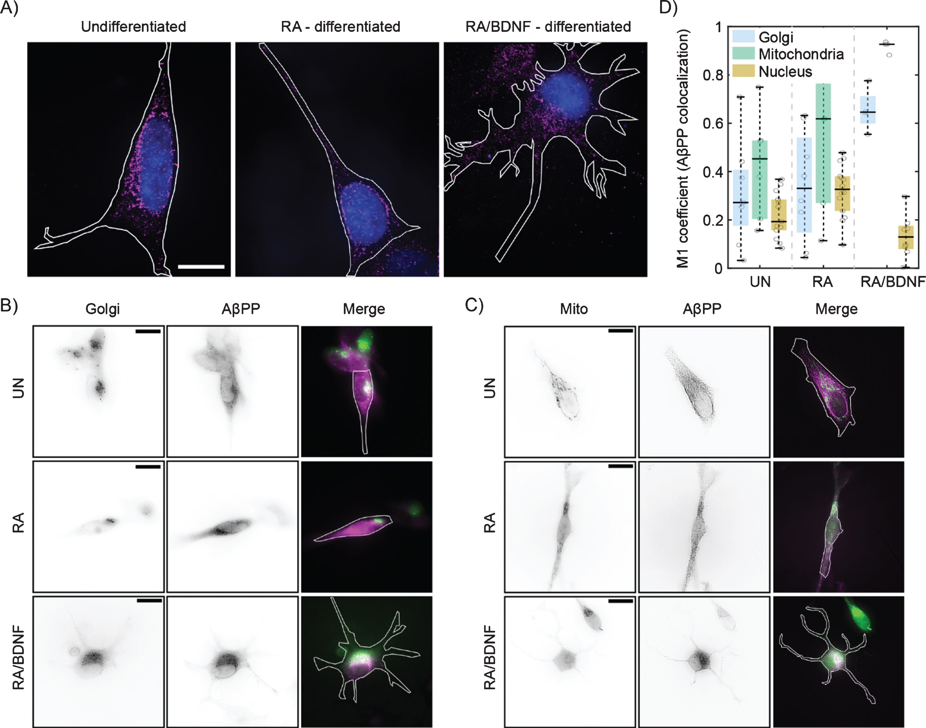 Differentiation affects the distribution of AβPP in SH-SY5Y cells. A) High-resolution AβPP localization was determined in immunolabeled (see Fig. 1), undifferentiated (left), RA differentiated (middle), and RA/BDNF differentiated (right) SH-SY5Y cells using super-resolution method –single molecule localization microscopy. N-terminal part of AβPP –magenta, nucleus –blue, cell contour –white line. The scale bar represents 10μm. B, C) Two-channel, wide-field images of AβPP in fixed SH-SY5Y cells. Green color in merged images corresponds to the Golgi (B)/Mitochondria (C) markers, magenta –N-terminal part of AβPP. The white contour shows the edge of the cell. UN, undifferentiated cells; RA, cells differentiated with retinoic acid; RA/BDNF, cells differentiated with RA and BDNF. Scale bars, 10μm. D) AβPP colocalization with Golgi apparatus, mitochondria and nucleus characterized as the M1 values using JACoP algorithms (for details, see Methods). The values were calculated from at least four independent experiments.