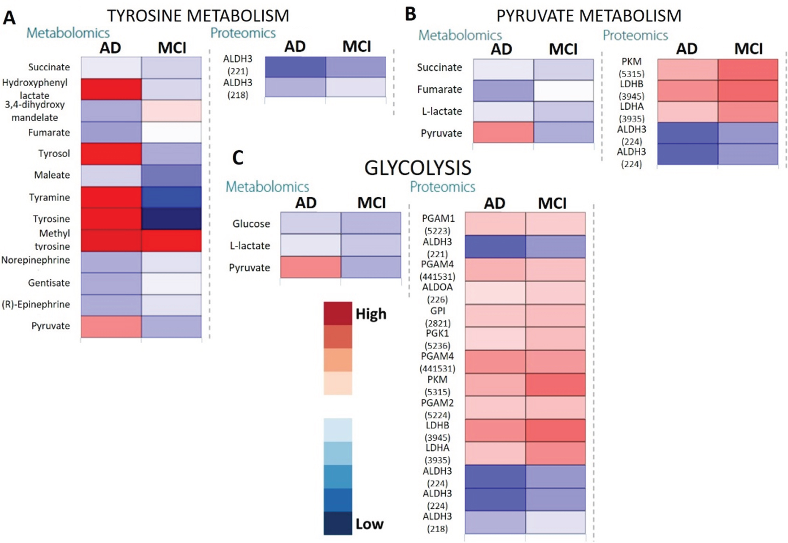 Heatmaps showing metabolomic and proteomic expressions during (A) Tyrosine metabolism, (B) Pyruvate metabolism, and (C) Glycolysis in the salivary matrix of AD and MCI patients with respect to control representatives (non-AD/MCI patients). The metabolites and proteins used in the multi-omics integration were selected based on the fold changes (Log2FC≥1.00 or Log2FC≤–1.00) with statistically significant differences False discovery rates (FDR≤0.05)). Note: The numerical IDs in parenthesis indicate Entrez Gene IDs of the proteins involved in these pathways.